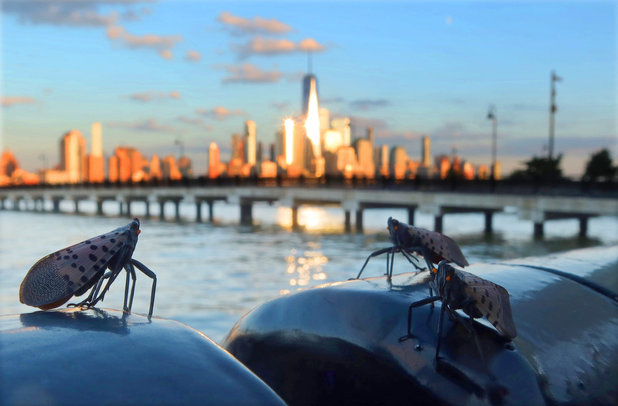 Drei gefleckte Laternenfliegen stehen auf einem Geländer neben dem Hudson River, während am 26. August 2023 in Jersey City, New Jersey, die Sonne über der Skyline von Lower Manhattan in New York City untergeht.