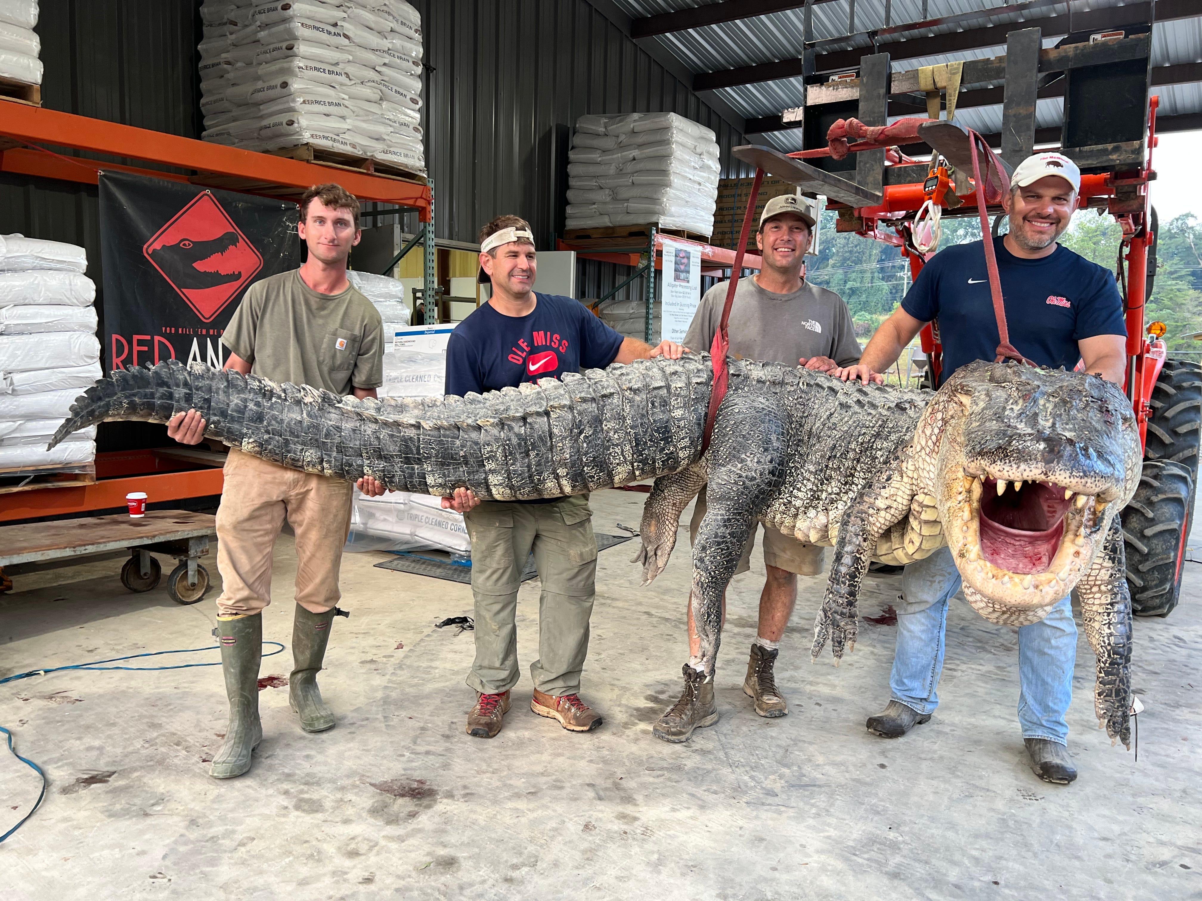Vier Männer posieren mit einem 800 Pfund schweren Alligator, den sie in Mississippi gefangen haben.