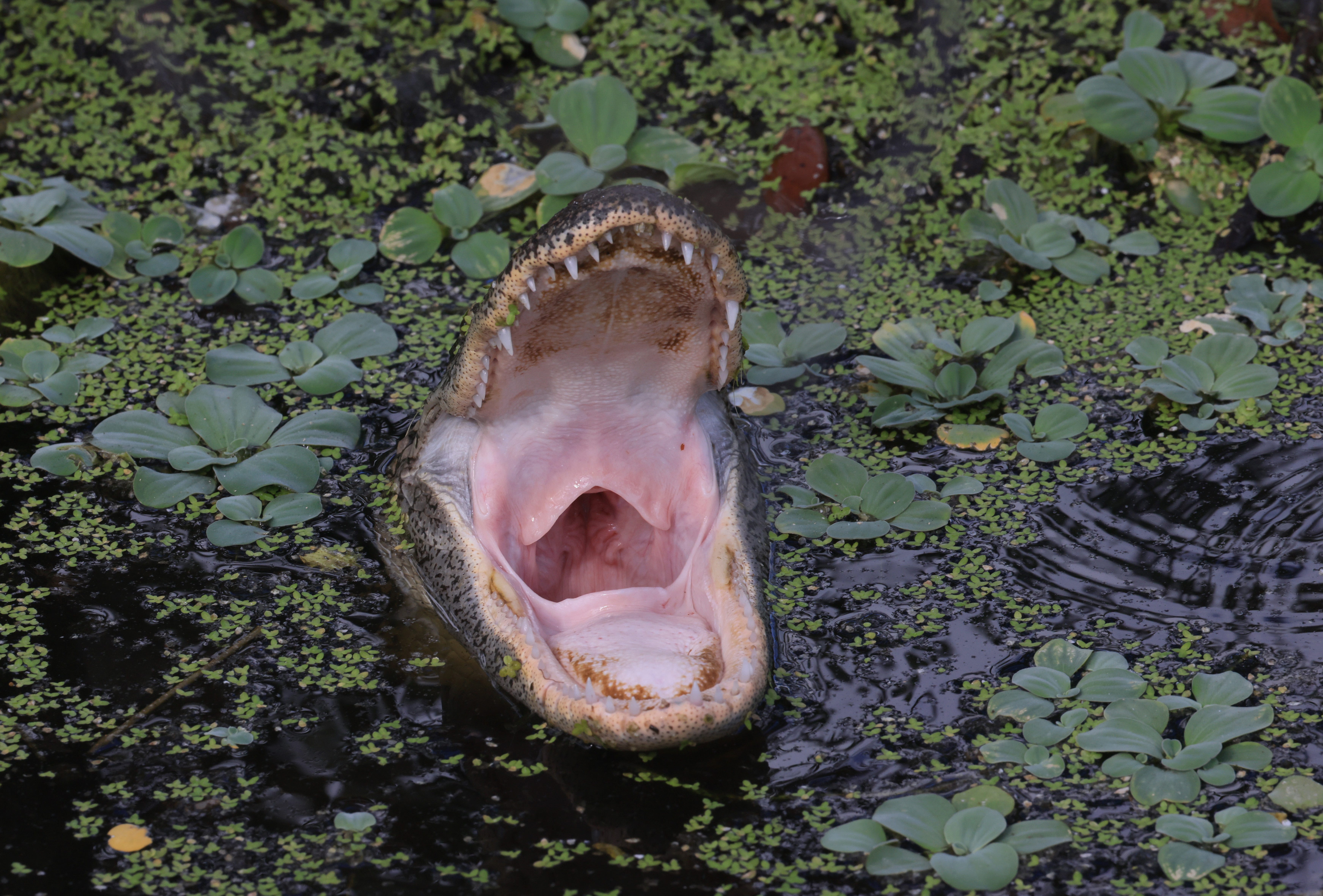 Ein Alligator bevölkert am 27. Juni 2022 in Delray Beach, Florida, die Wakodahatchee Wetlands