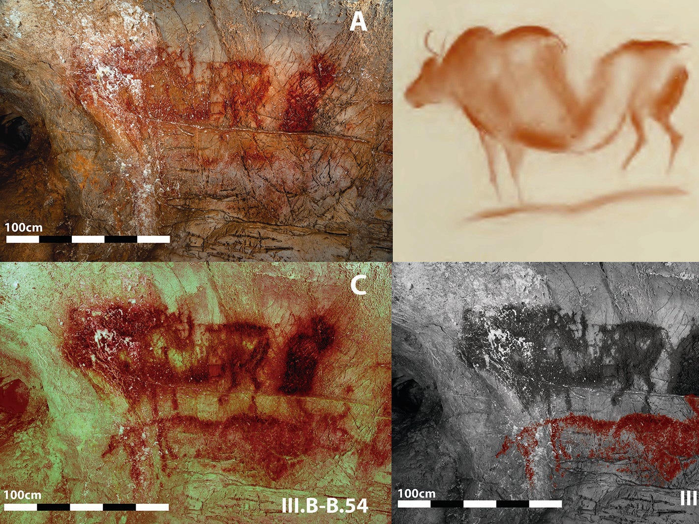 Vier Bilder einer paläolithischen Höhlenzeichnung eines Auerochsen in der La-Pasiega-Höhle in Spanien, darunter zwei mit der DStretch-Software in leuchtenden Farben gerendert