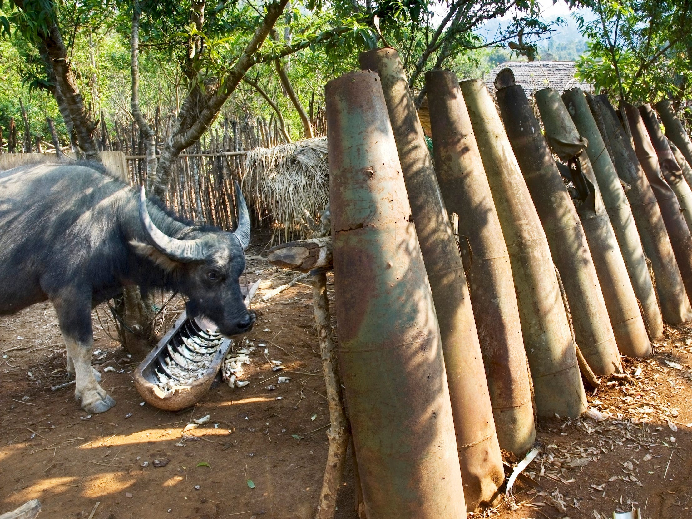Ein Wasserbüffel frisst aus einem Trog, der aus der Hülle einer Streubombe in Laos besteht.