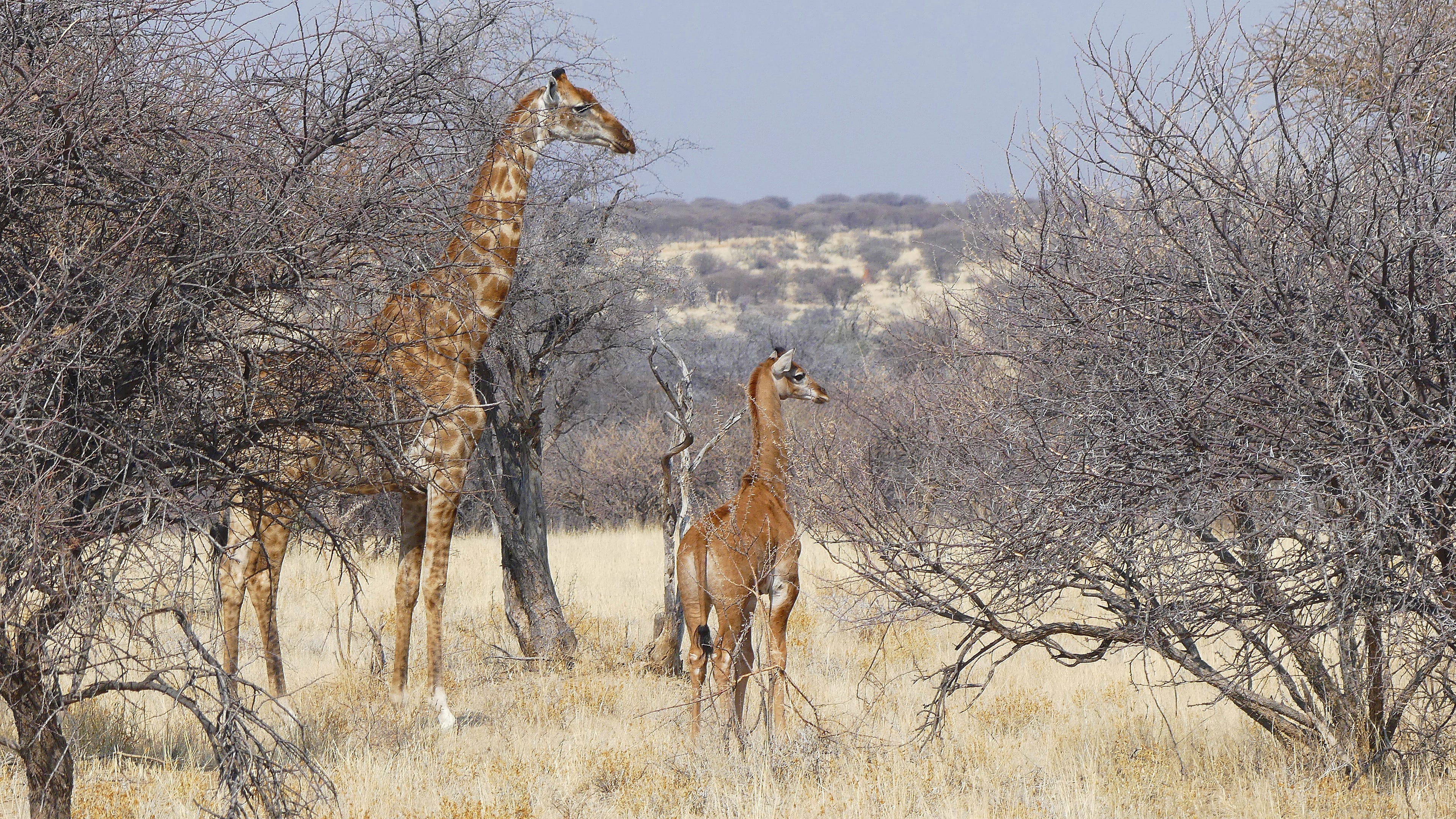 makellose Giraffe und ihre gefleckte Mutter