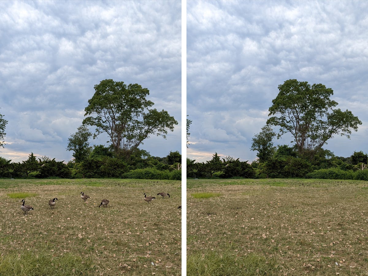 Links ein Foto von Gänsen auf einer Wiese, aufgenommen mit dem Google Pixel 6a.  Rechts: Alle Gänse wurden mit der Magic Eraser-Funktion von Google aus diesem Foto entfernt.