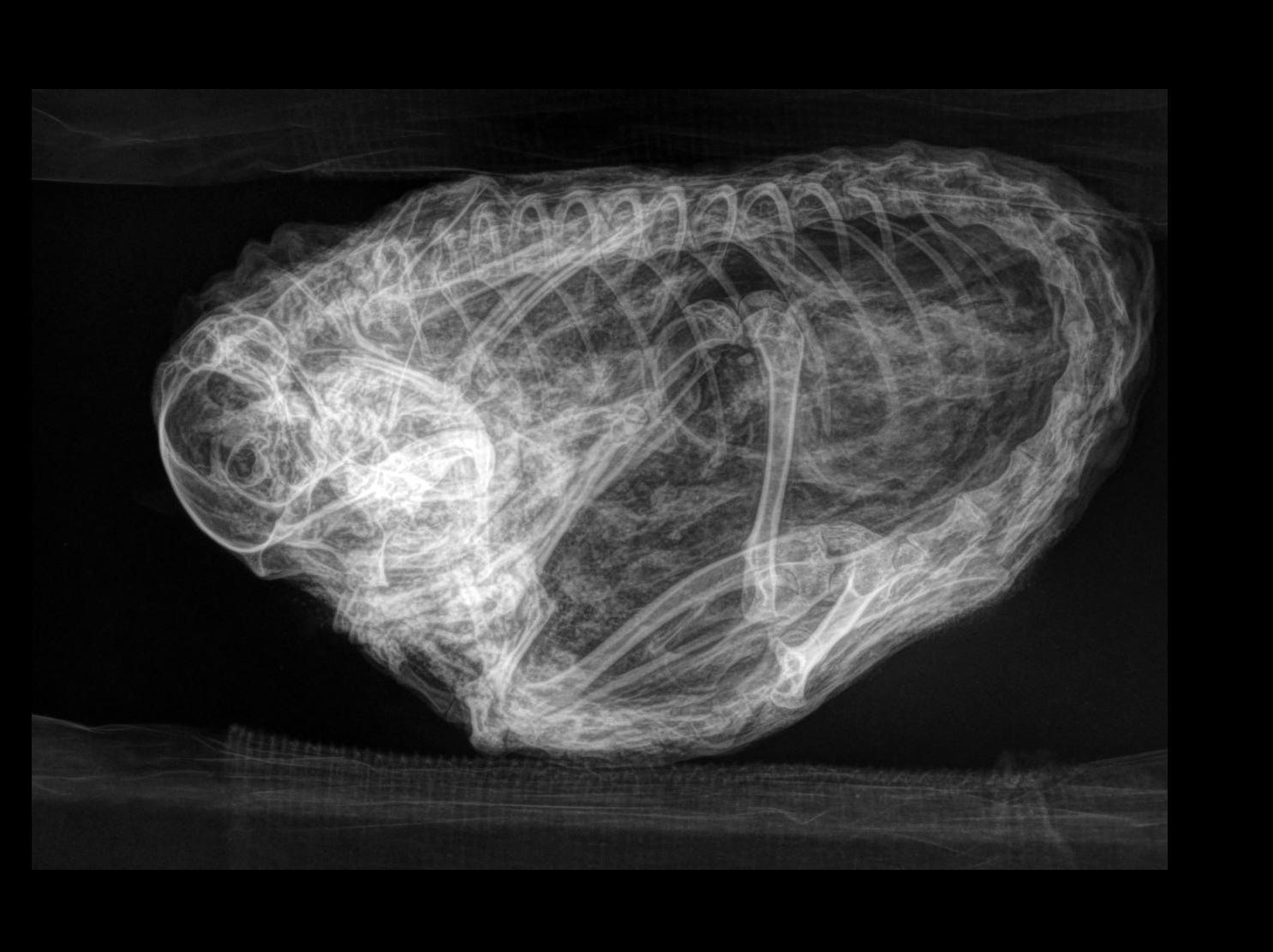 Eine Röntgenaufnahme eines zusammengeballten Eichhörnchenskeletts, das eine lange, abgerundete Wirbelsäule zeigt.
