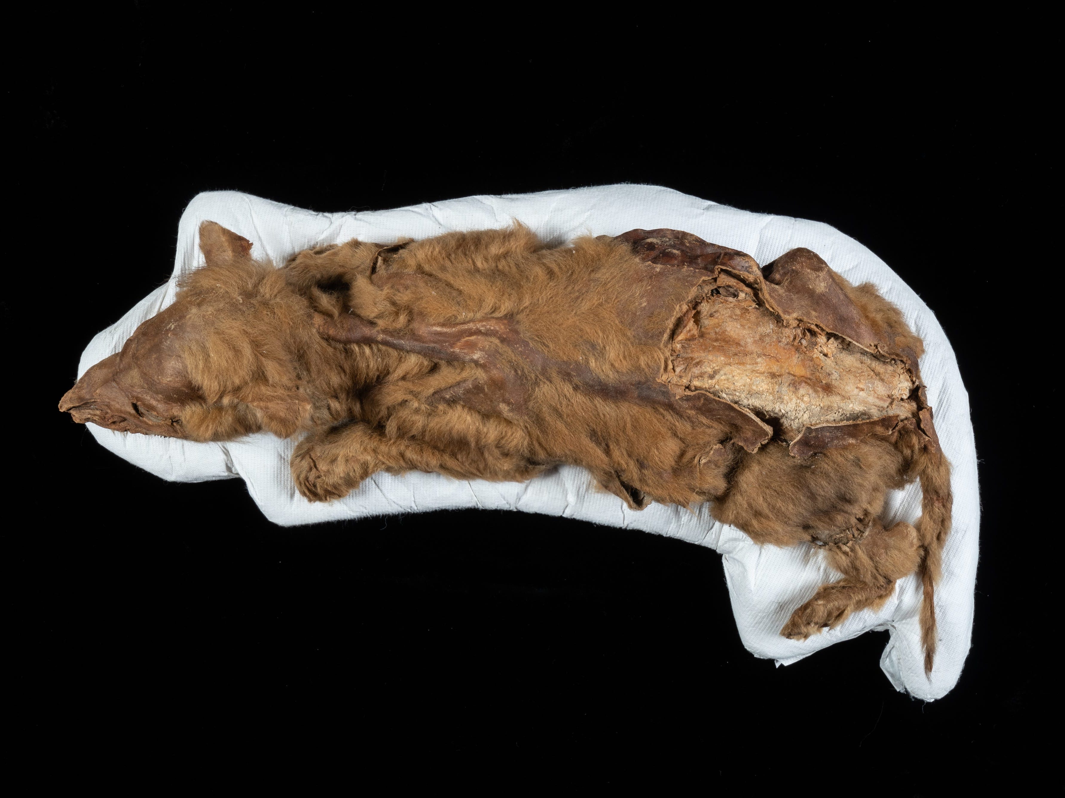 Eine Ganzkörperansicht eines mumifizierten Wolfswelpen, der im Yukon gefunden wurde.