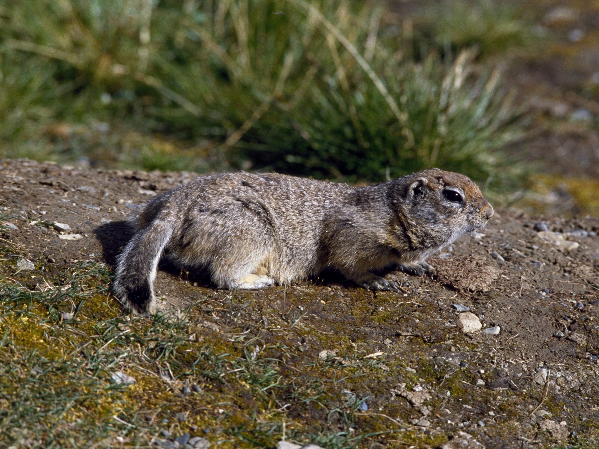 Ein kleines arktisches Erdhörnchen auf allen Vieren auf einem von Gras umgebenen Stück Erde.