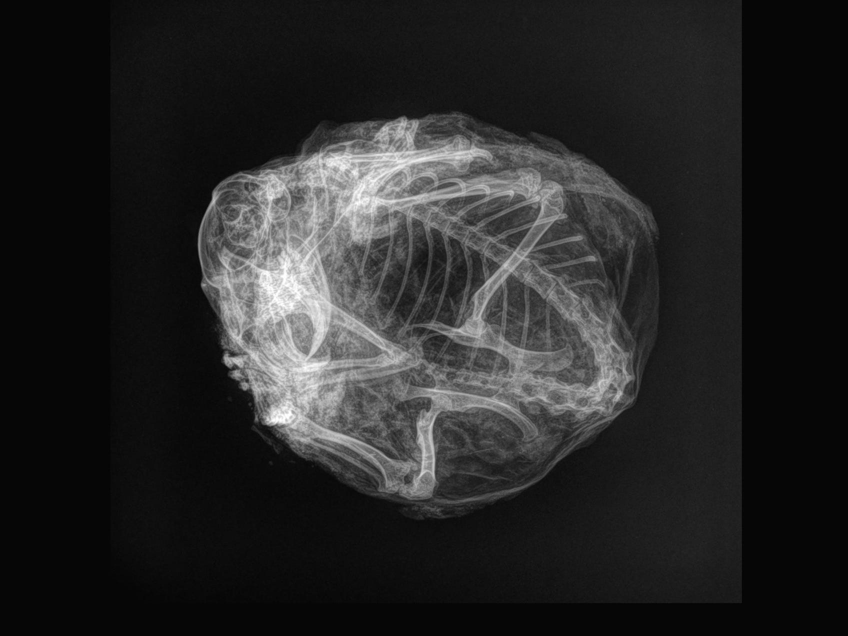 Eine Röntgenaufnahme eines zu einem Kugelkreis zusammengerollten Eichhörnchenskeletts mit hochgeklappten Beinen und sichtbarem Schädel.