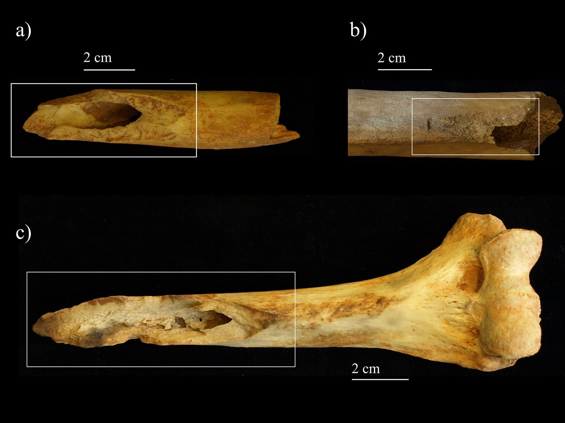 Drei Bilder eines Beinknochens aus der Cueva de los Marmoles in Spanien