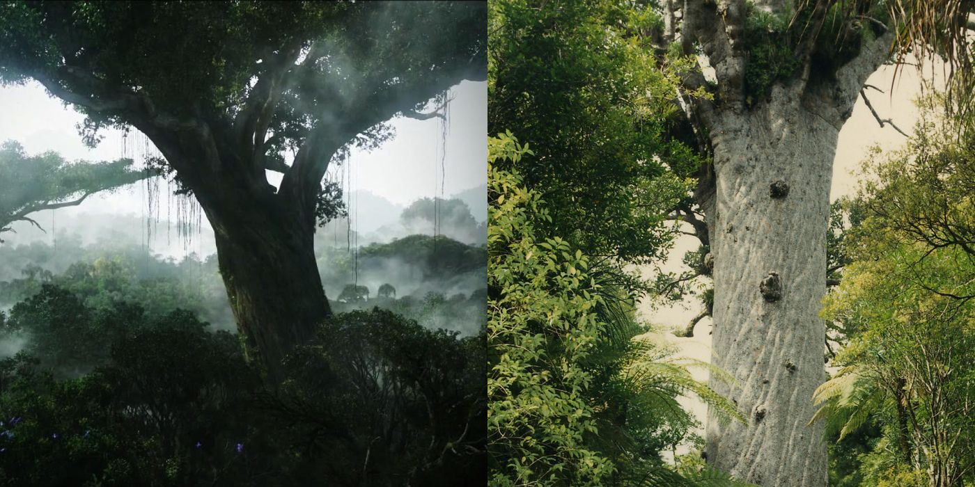 Avatar-Heimbaum und Kaure-Baum Neuseeland