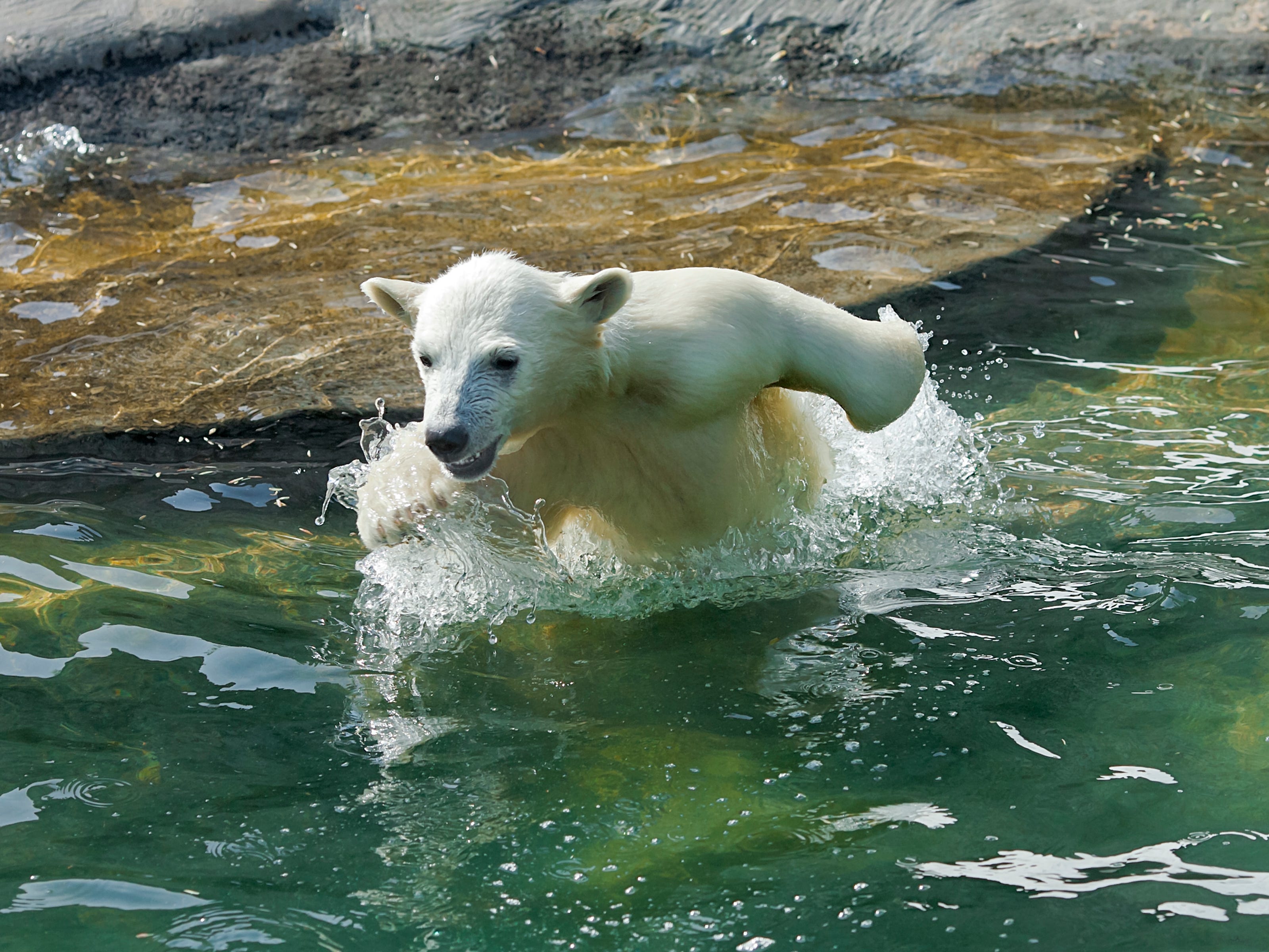 Ein Eisbär schwimmt im Wasser.