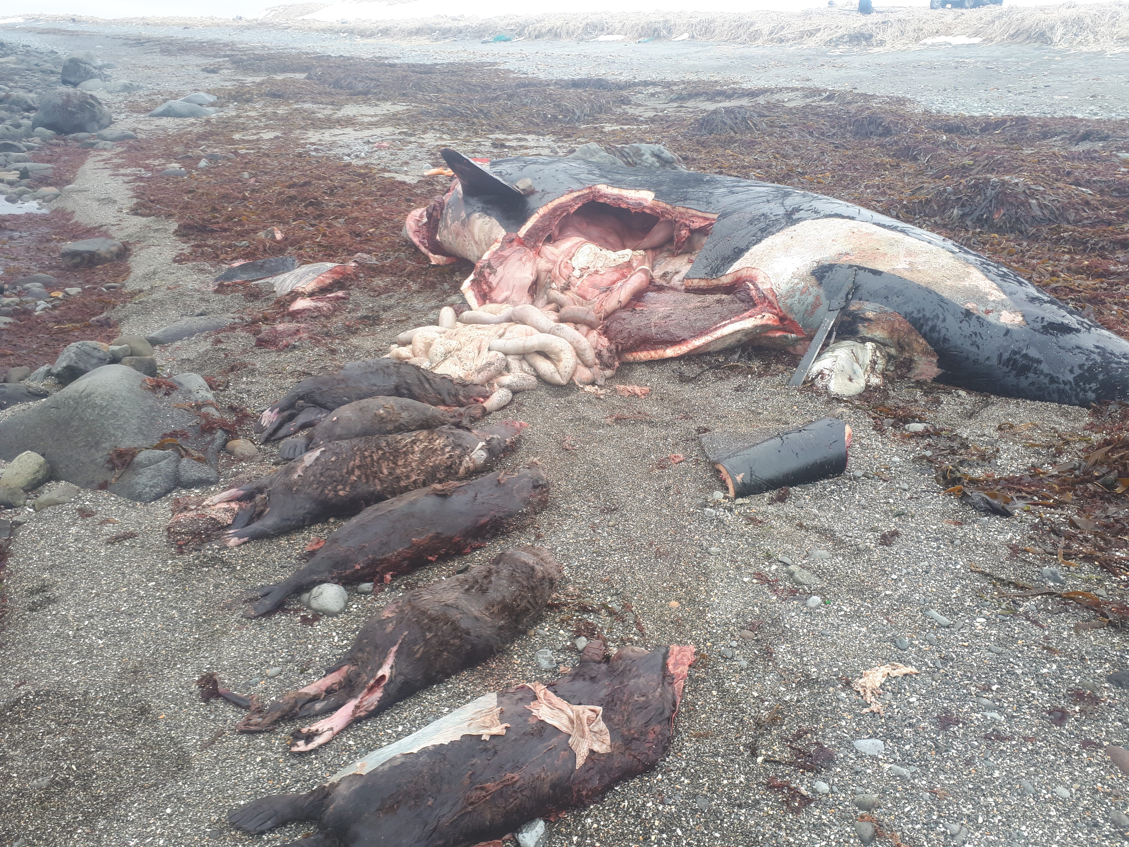 In ihrem Magen wurden ein toter Killerwal (Orcinus orca) und sechs Seeotter (Enhydra lutris) gefunden