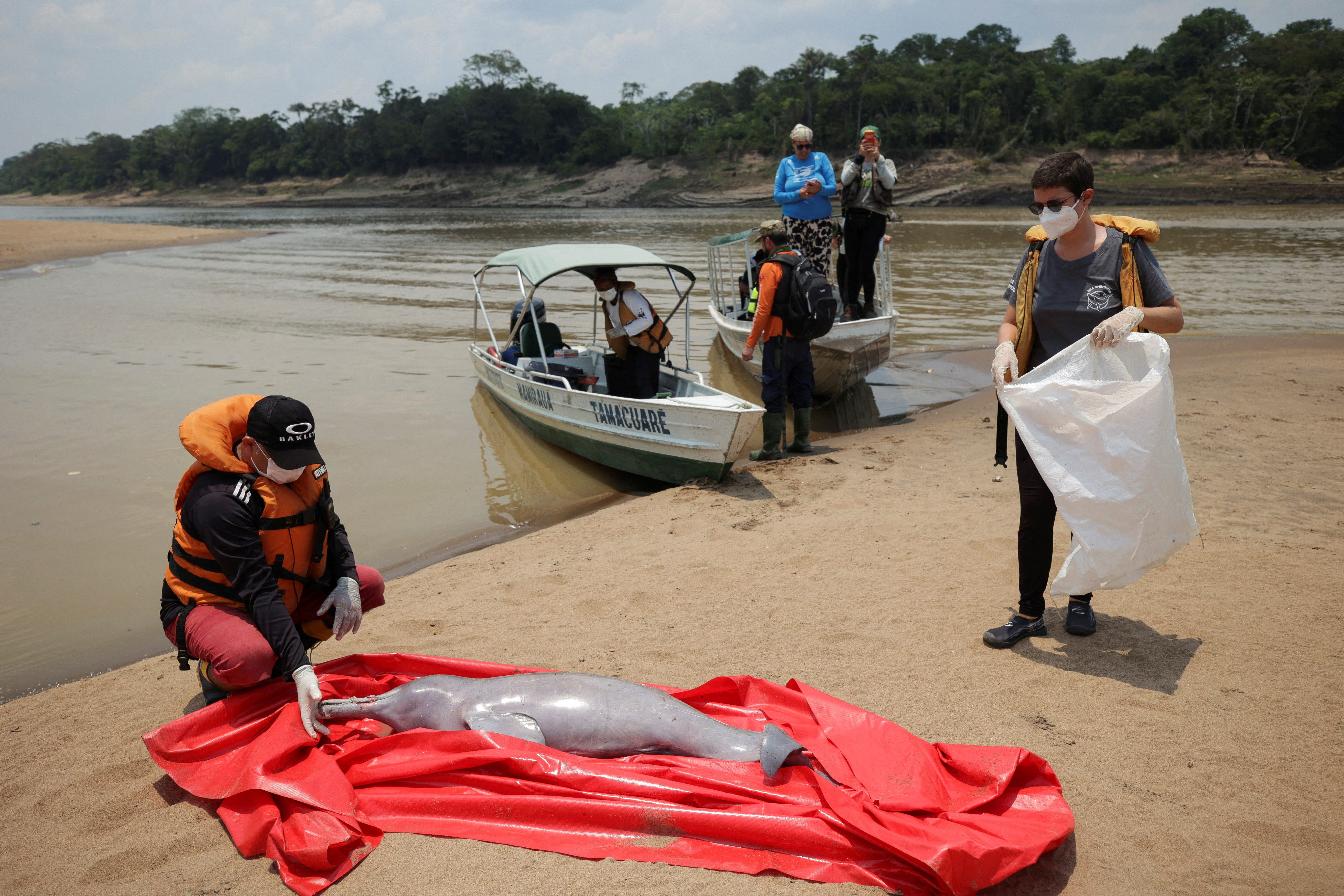 Forscher untersuchen einen Delfinkadaver am Ufer des Sees. 