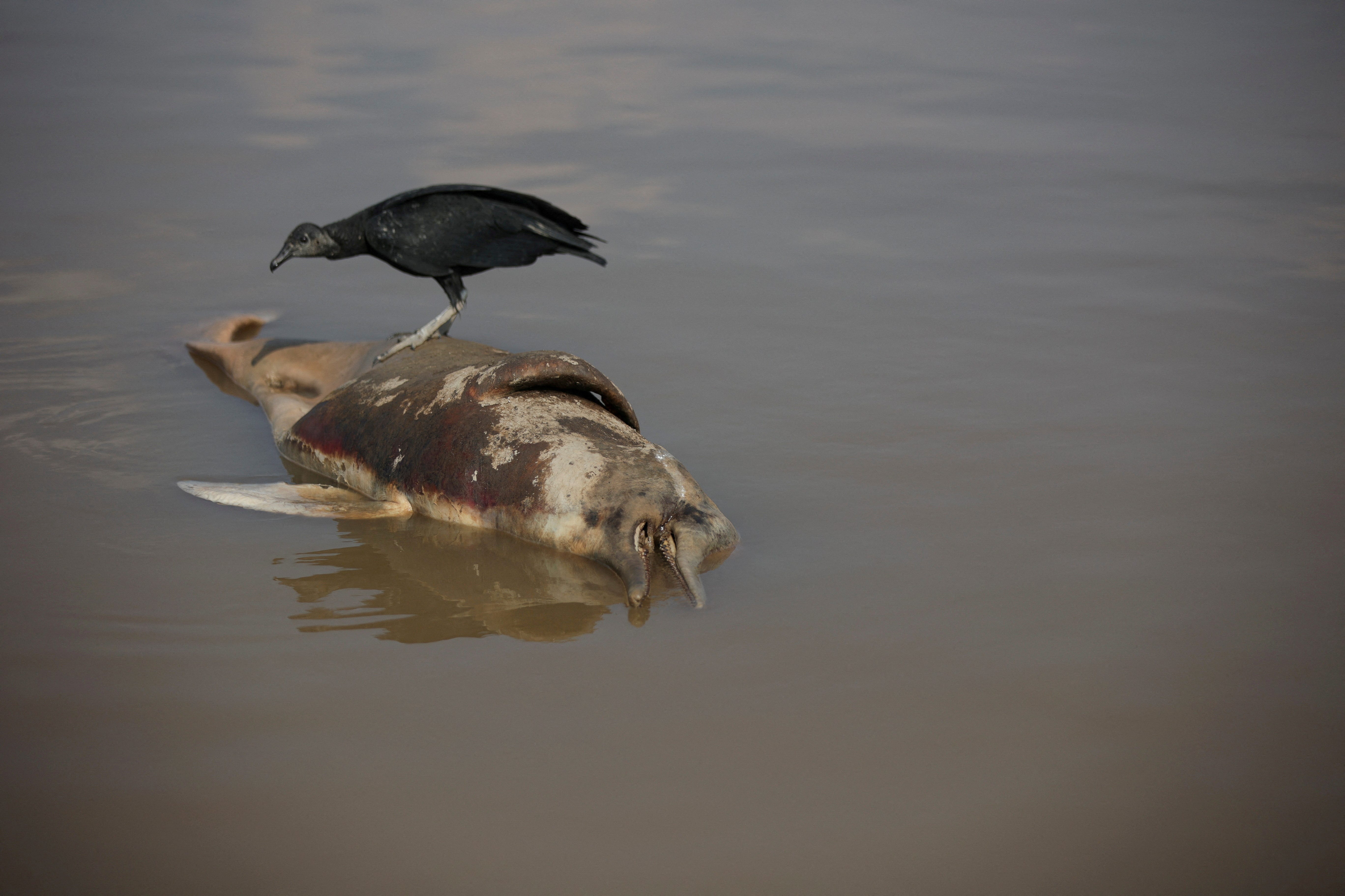 Ein Vogel sitzt auf dem Kadaver eines Delfins im Tefe-See. 