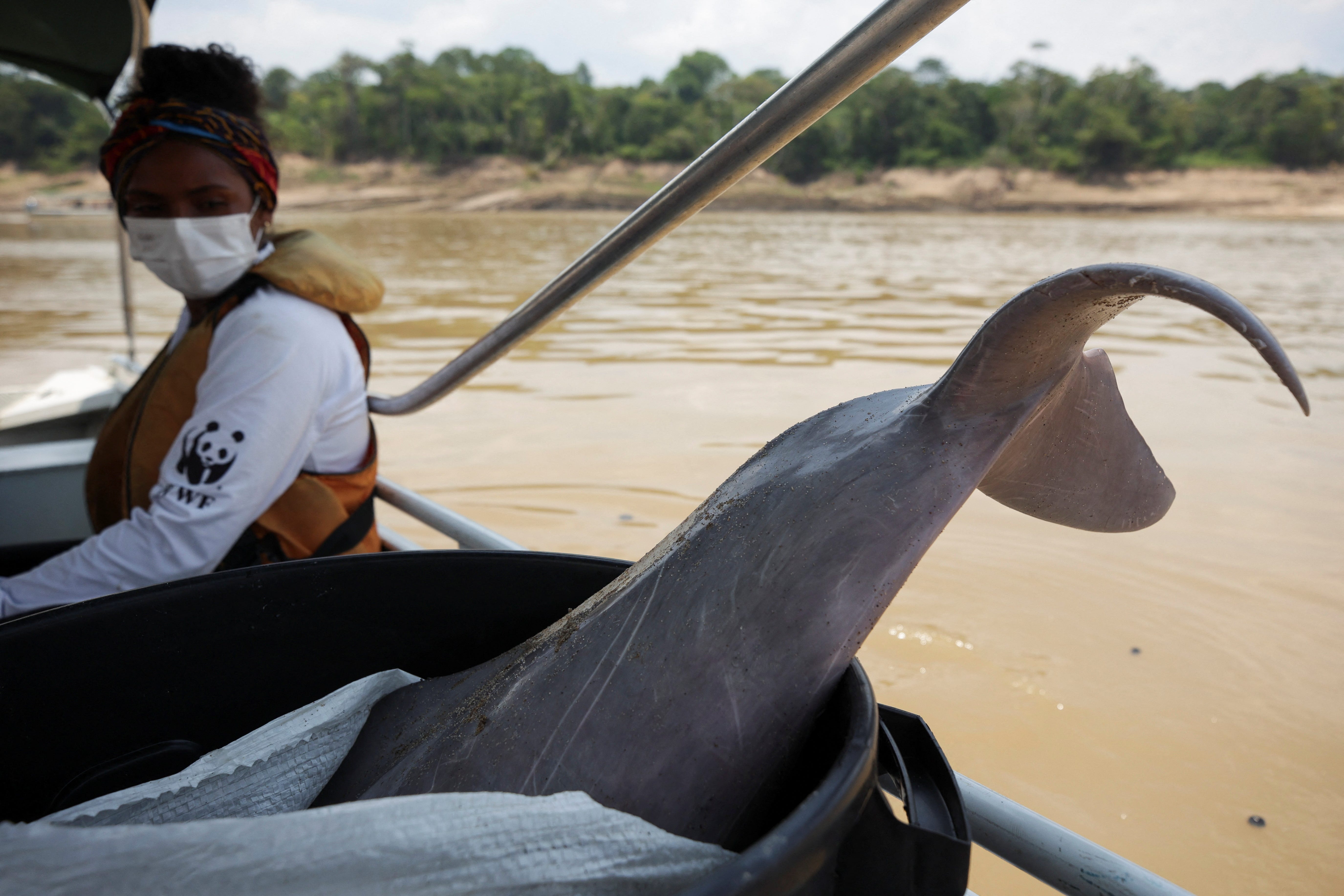 Ein Boot trägt einen Delfinkadaver zurück an Land, wo er von Forschern untersucht wird.