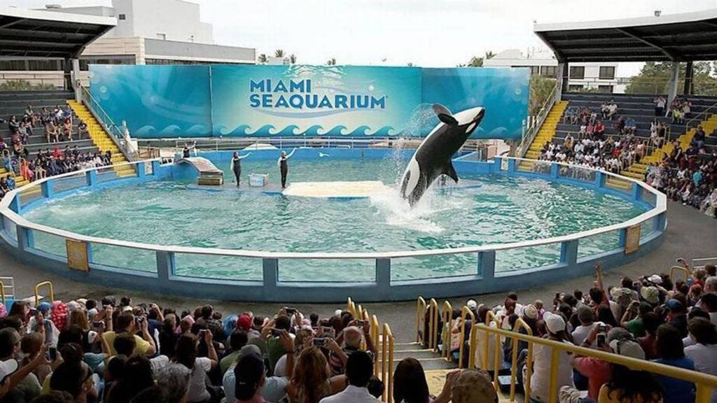 Der Orca Lolita oder Tokitae springt in ihrem kleinen Gehege im Miami Seaquarium aus dem Wasser.