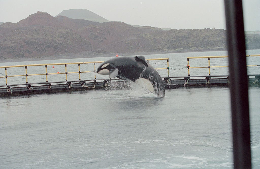 Keiko der Orca in seinem Gehege in Island.