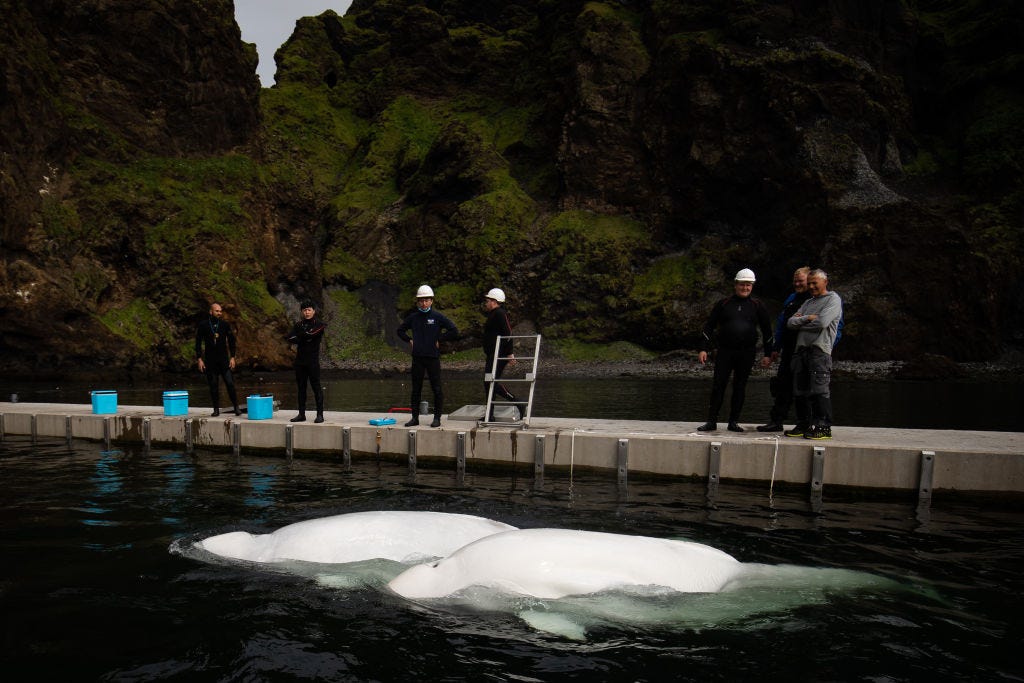 Die Belugawale Little Grey und Little White schwimmen im Pflegebecken an der Bucht, bevor sie sich auf den Weg zur Klettsvik Bay in Island machen.