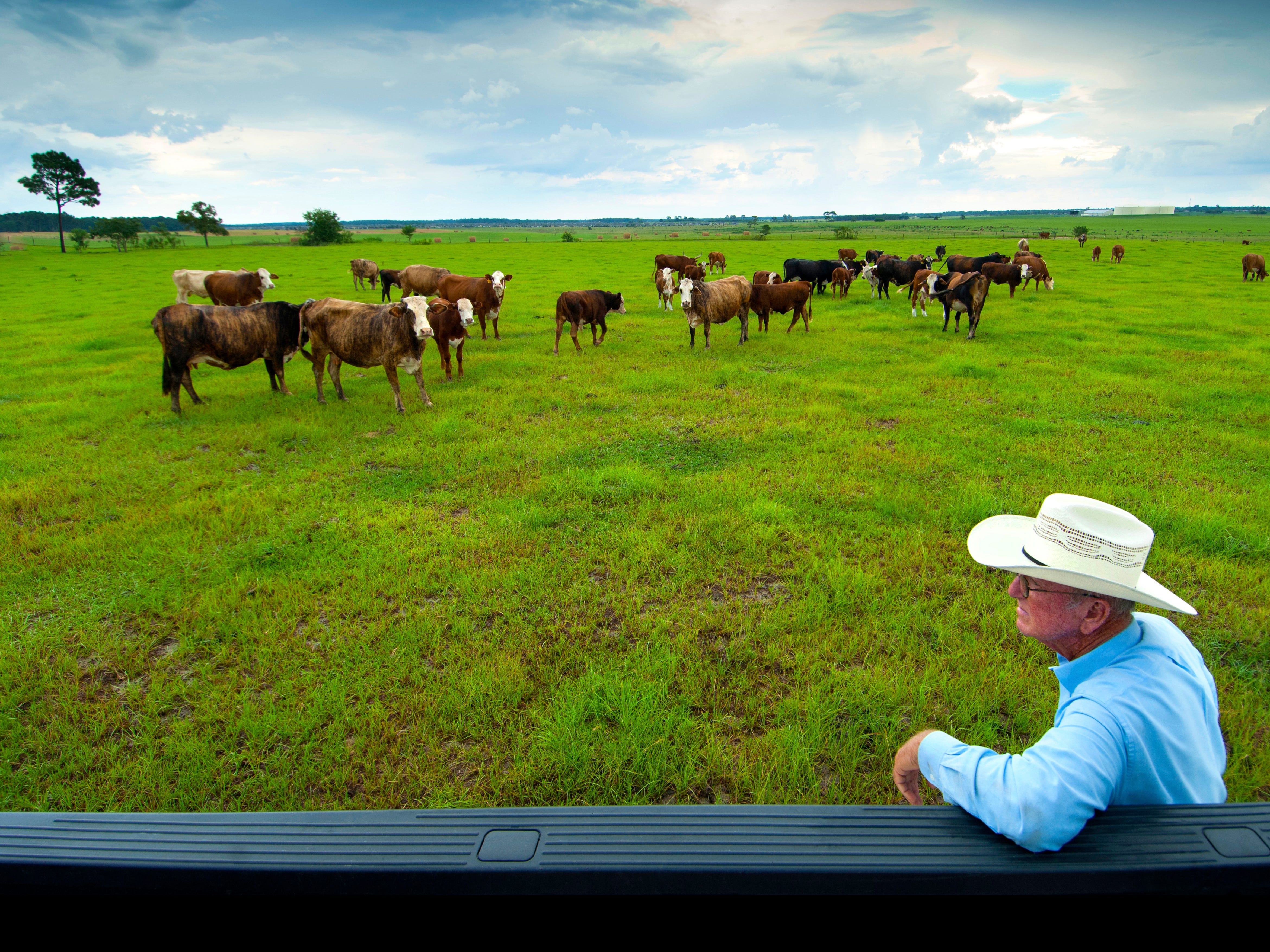 Viehzüchter in Ocala, Florida