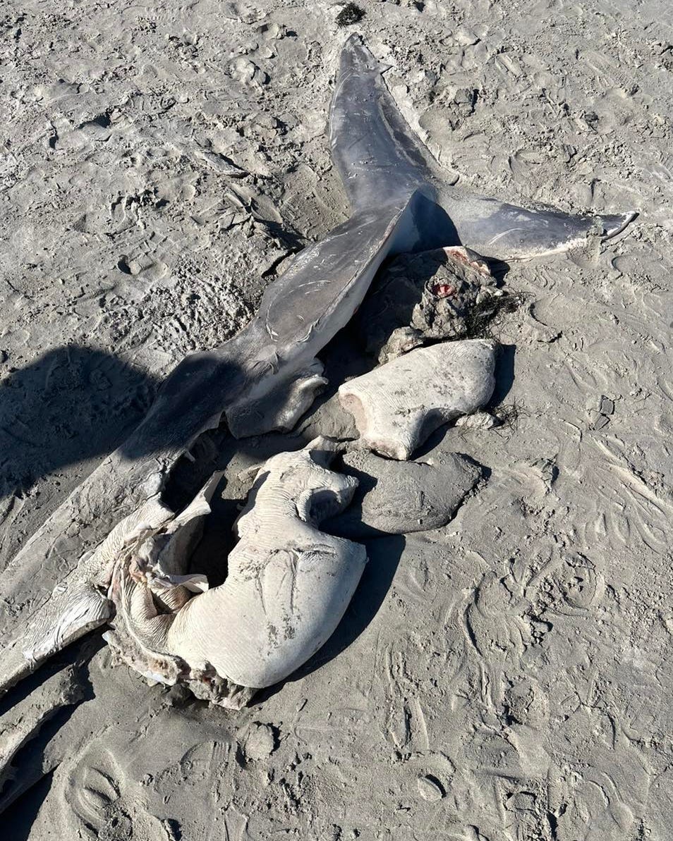 Ein Kadaver eines Weißen Hais, der an einem australischen Strand angespült wurde und wahrscheinlich von einem Killerwal angegriffen wurde.