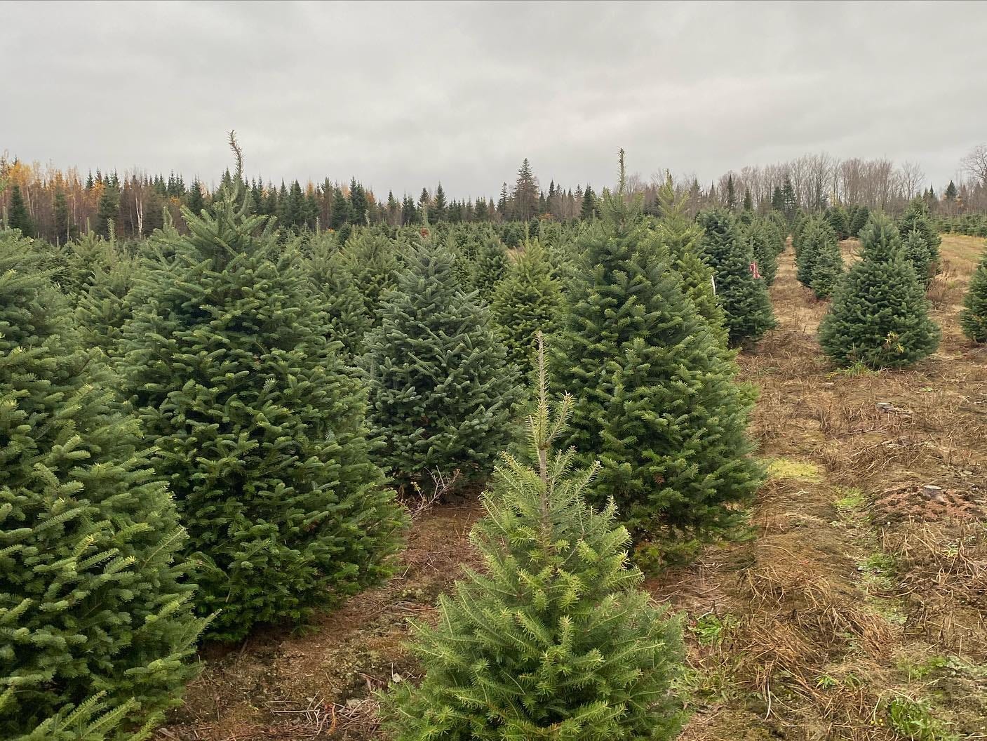 Ein Feld voller Weihnachtsbäume auf einer Weihnachtsbaumfarm an einem nebligen Tag