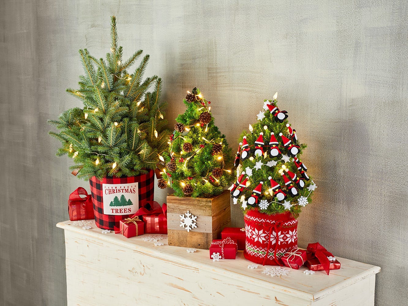 Drei kleine lebende Weihnachtsbäume von Harry & David.