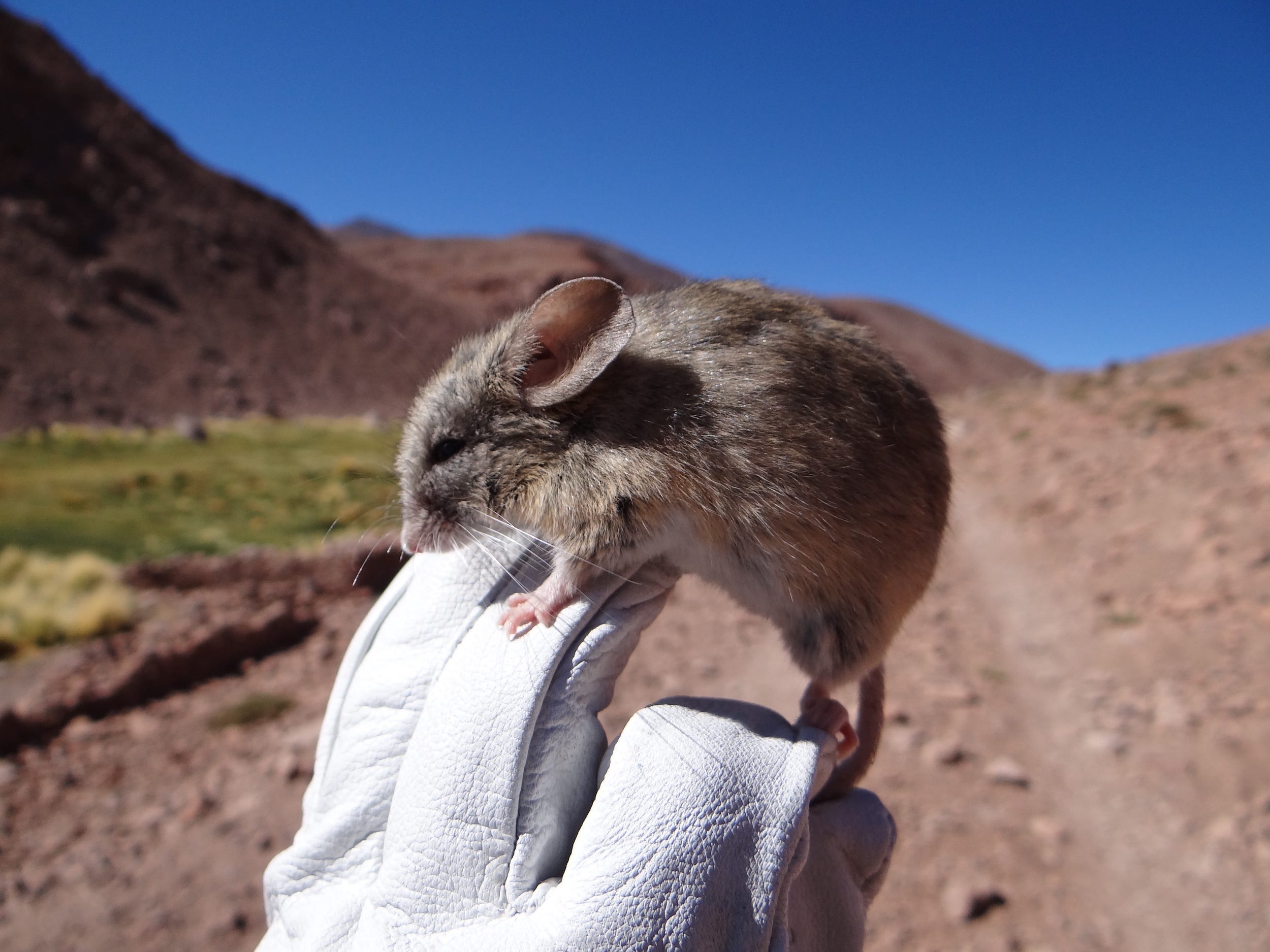 Eine dicke braune Maus mit großen runden Ohren steht auf den Fingern einer weißen behandschuhten Hand vor einer rotbraunen Berggipfellandschaft