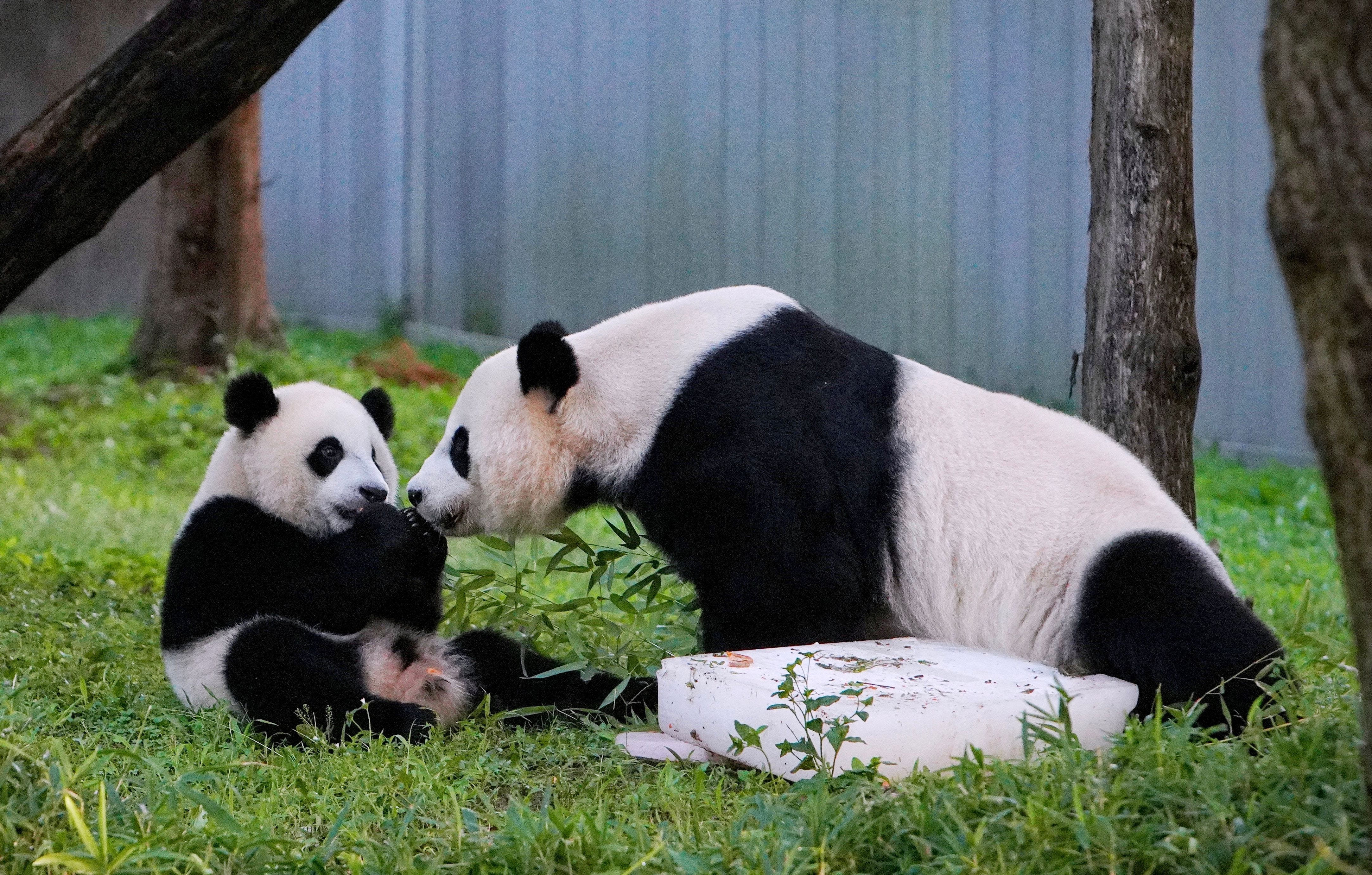 Pandababy Xiao Qi Ji (l.) feiert am 21. August 2021 seinen ersten Geburtstag mit seiner Mutter Mei Xiang im National Zoo in Washington, D.C.