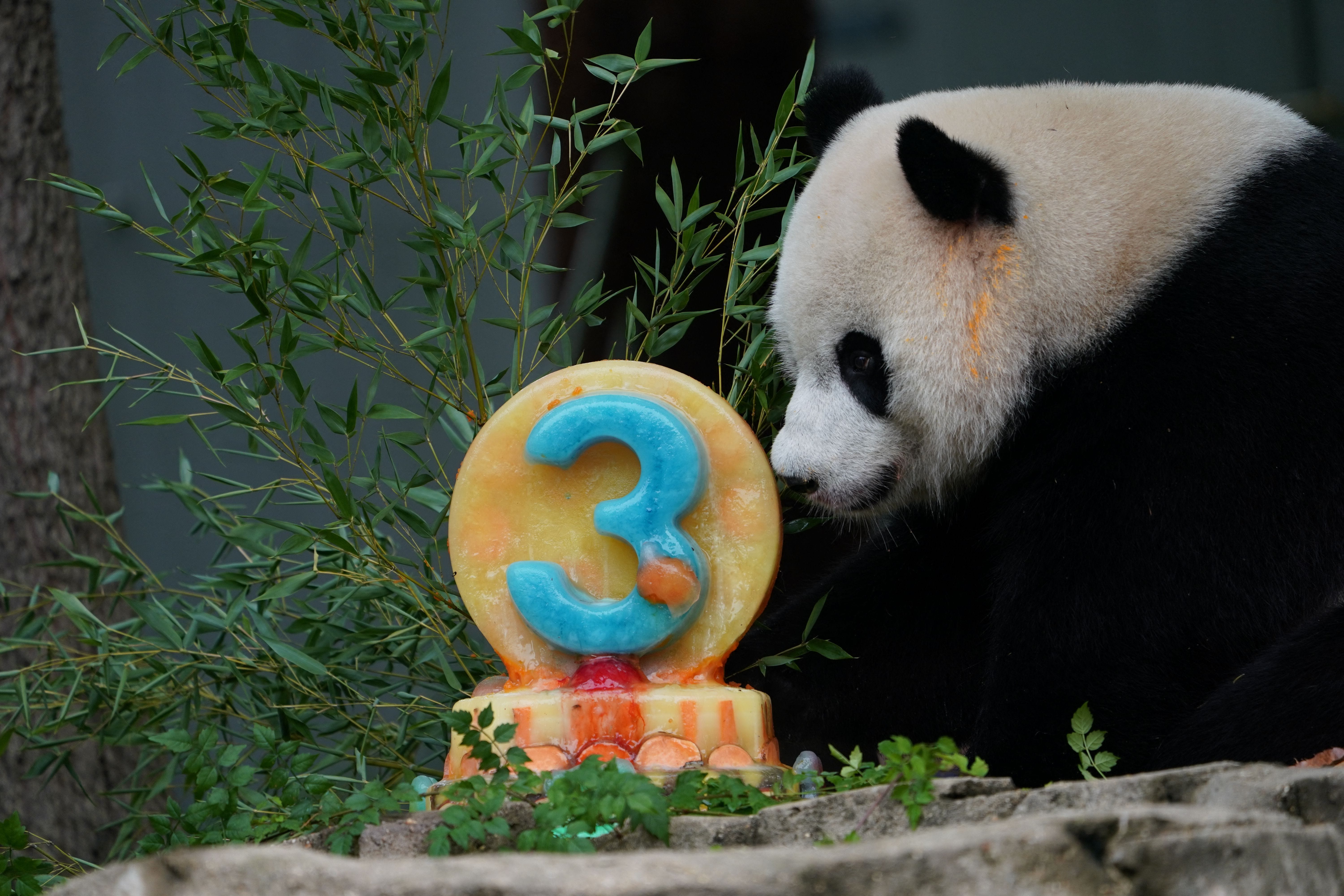 Ein Riesenpanda isst einen Kuchen aus Früchten.