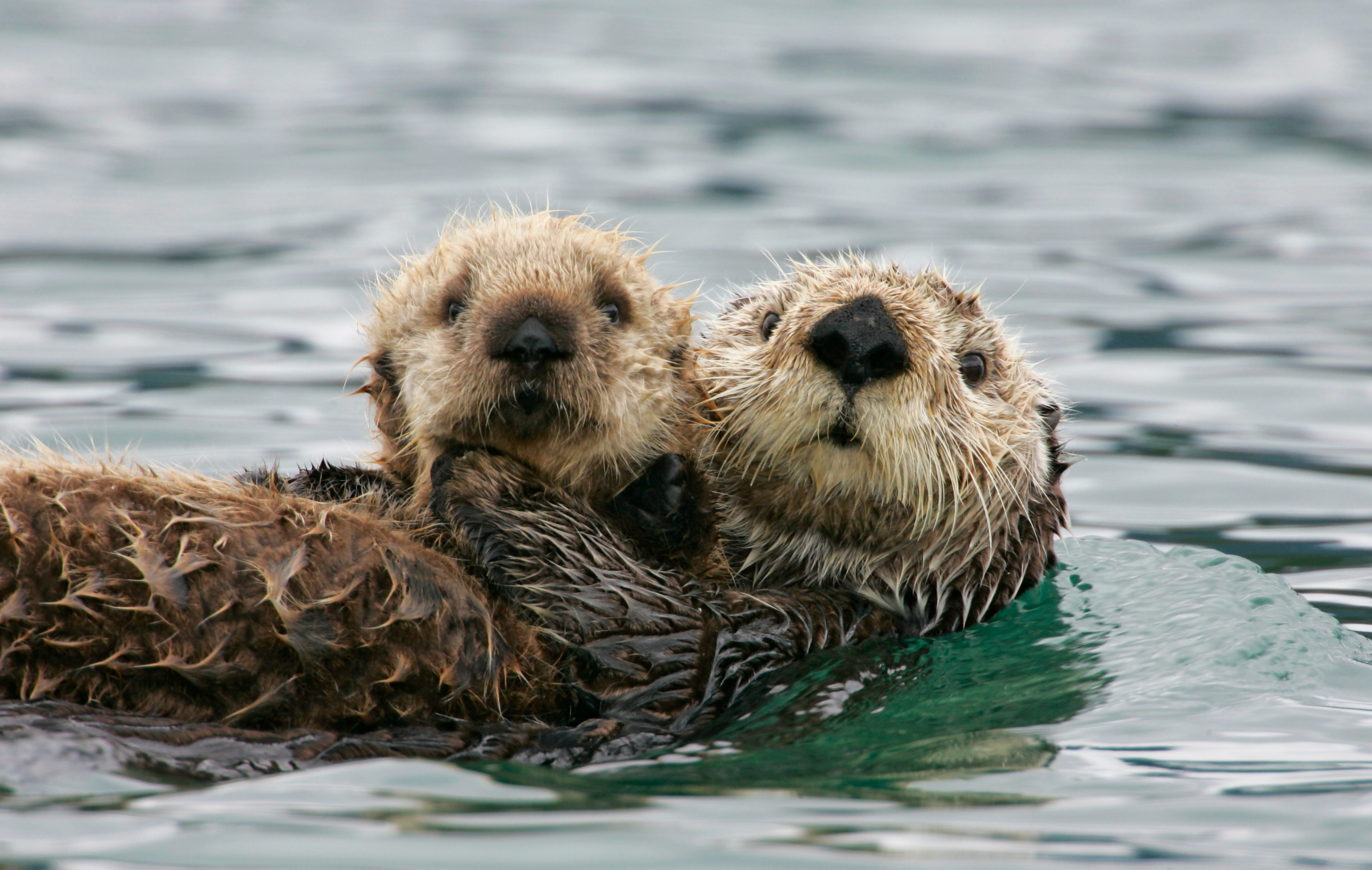 Zwei Otter klammern sich im Meer aneinander.