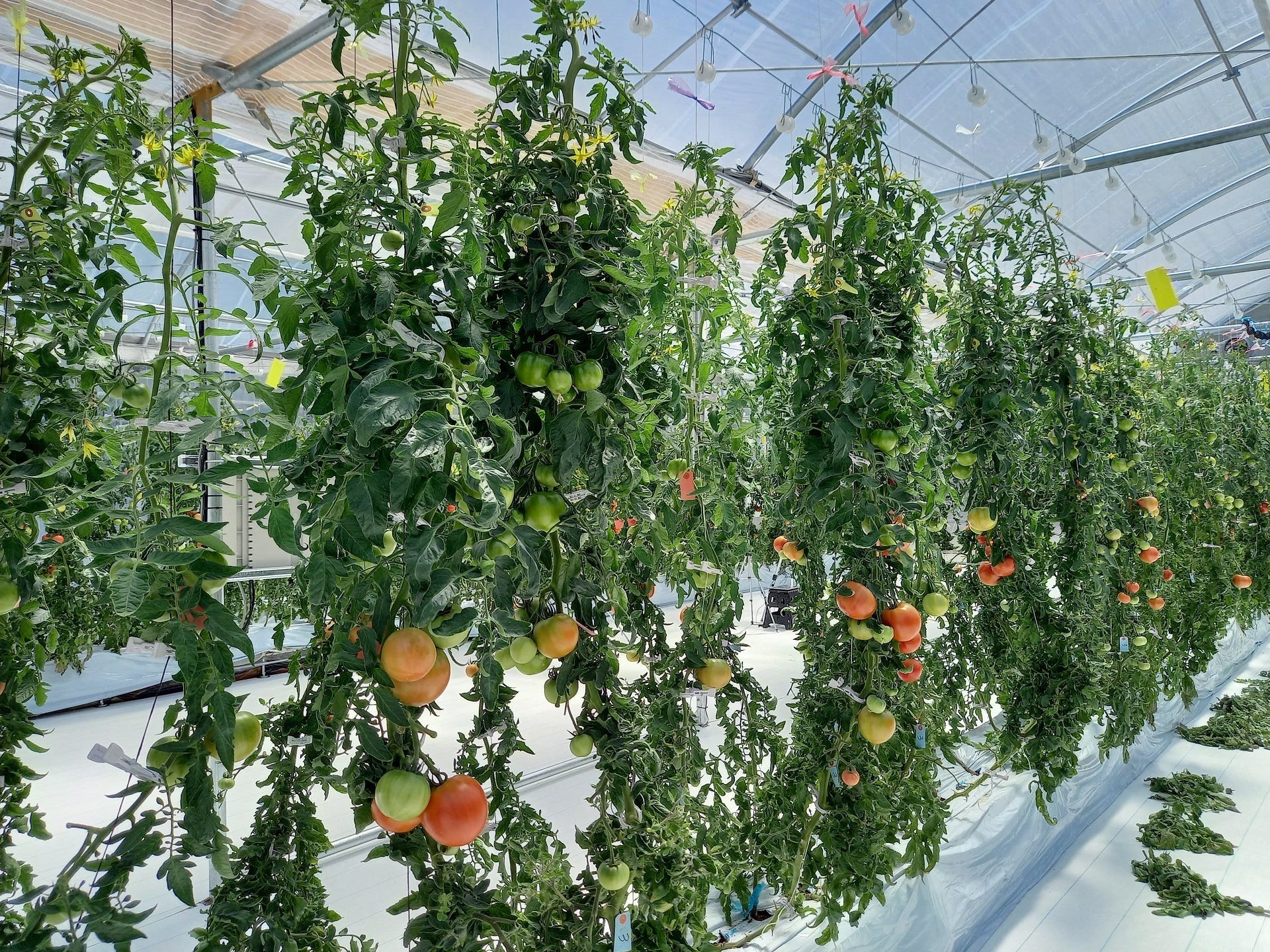 Foto eines 5G-Gewächshauses in Japan mit Tomatenpflanzen.