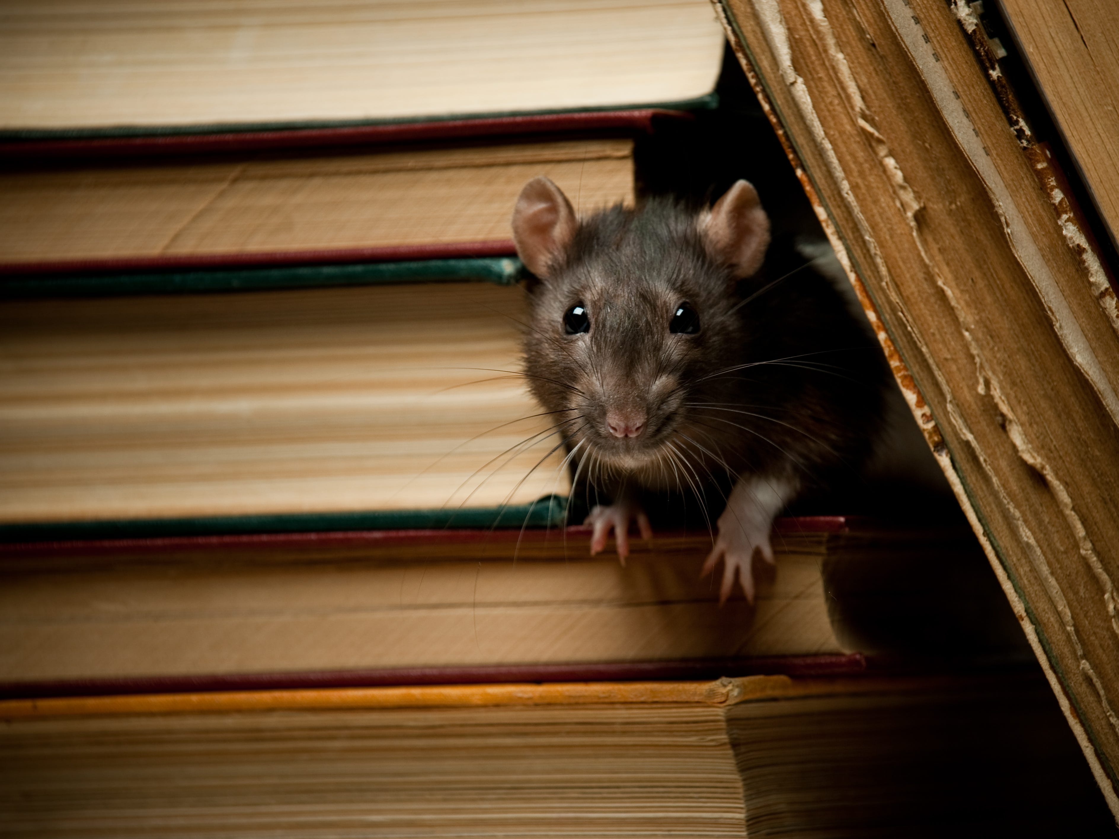 Ratte späht durch Bücher