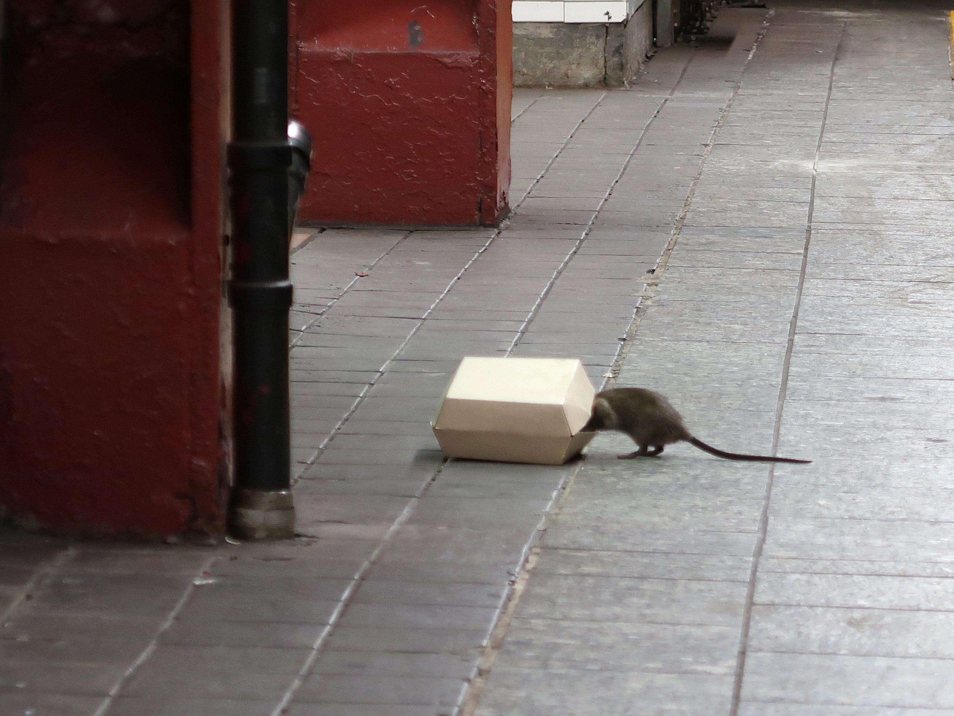 Eine Ratte klettert am 4. Juli 2017 auf dem Bahnsteig der U-Bahn-Station Herald Square in New York City in eine Kiste mit Futter darin.