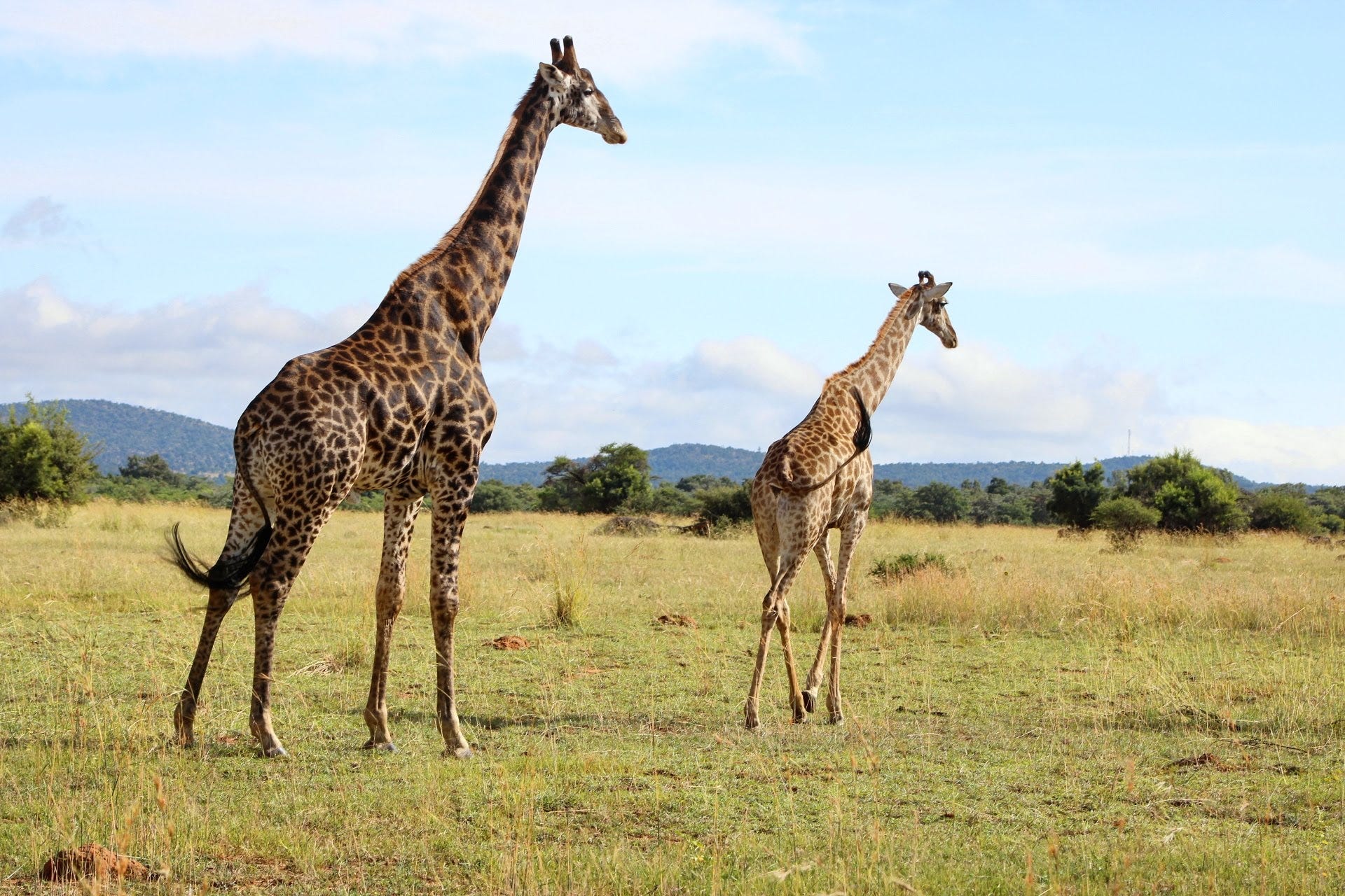 Zwei Giraffen in Südafrika