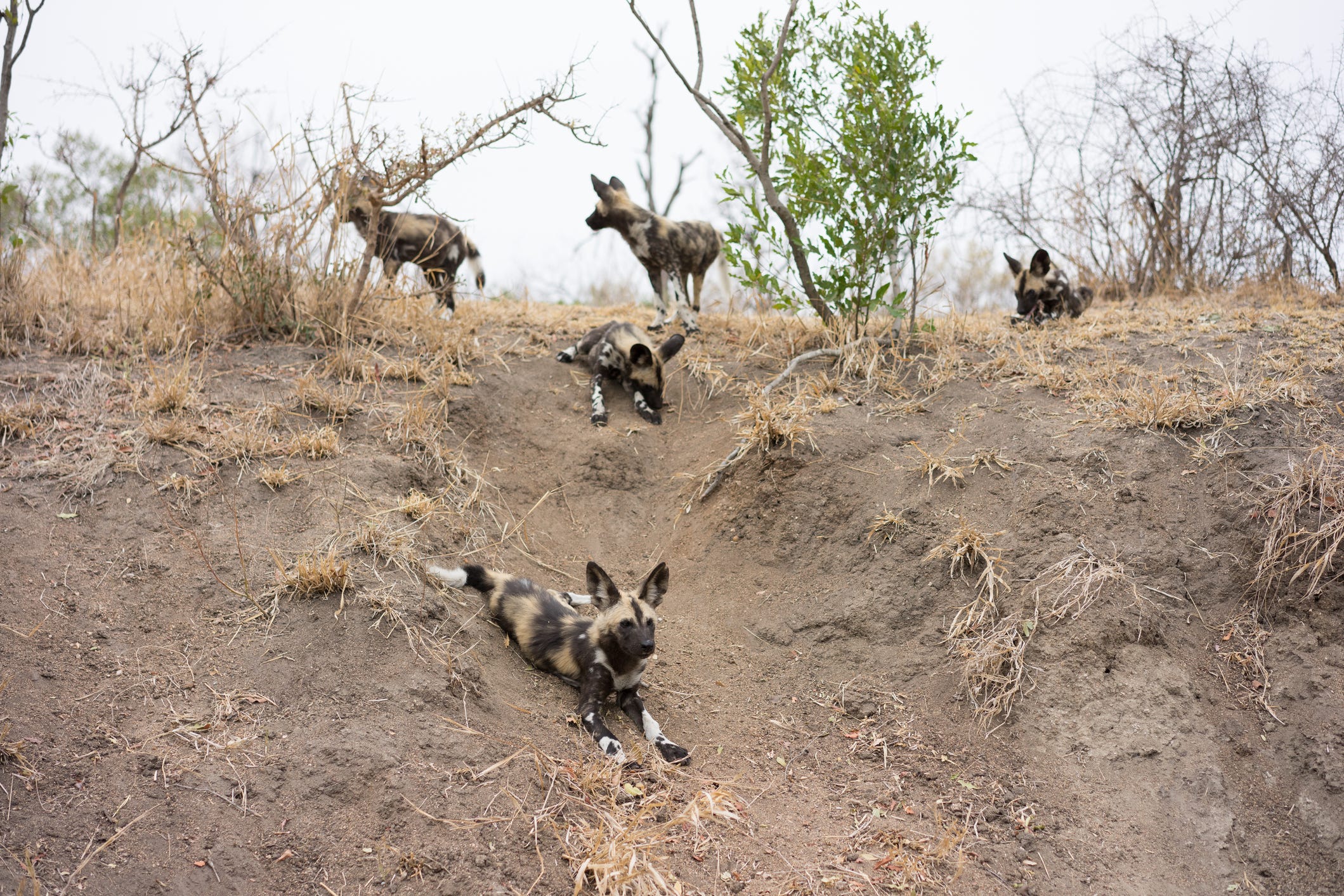 Wildhunde in Südafrika liegen im Dreck