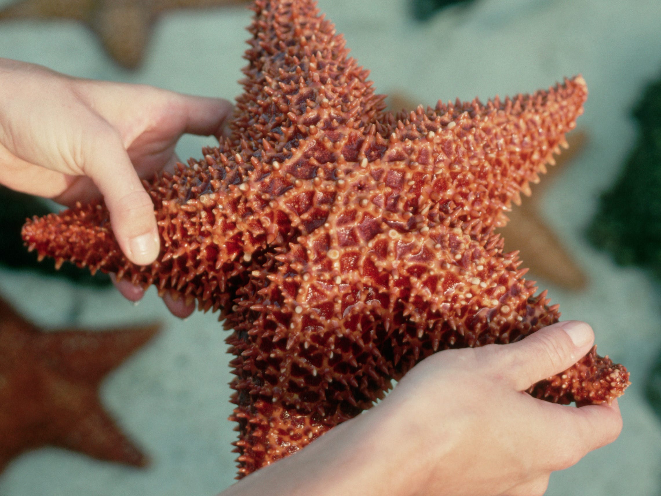 https://www.gettyimages.com/detail/photo/holding-a-starfish-at-touch-pool-in-coral-world-royalty-free-image/529593712?phrase=starfish&adppopup=true