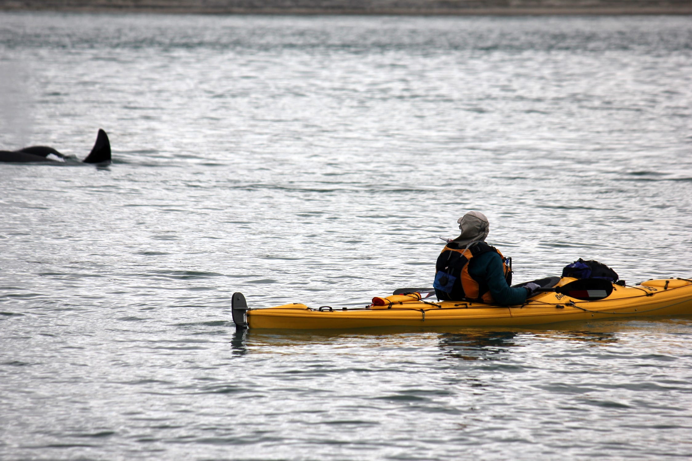 Eine Person in einem gelben Kajak paddelt auf dem Wasser in der Nähe eines Orca-Wals.