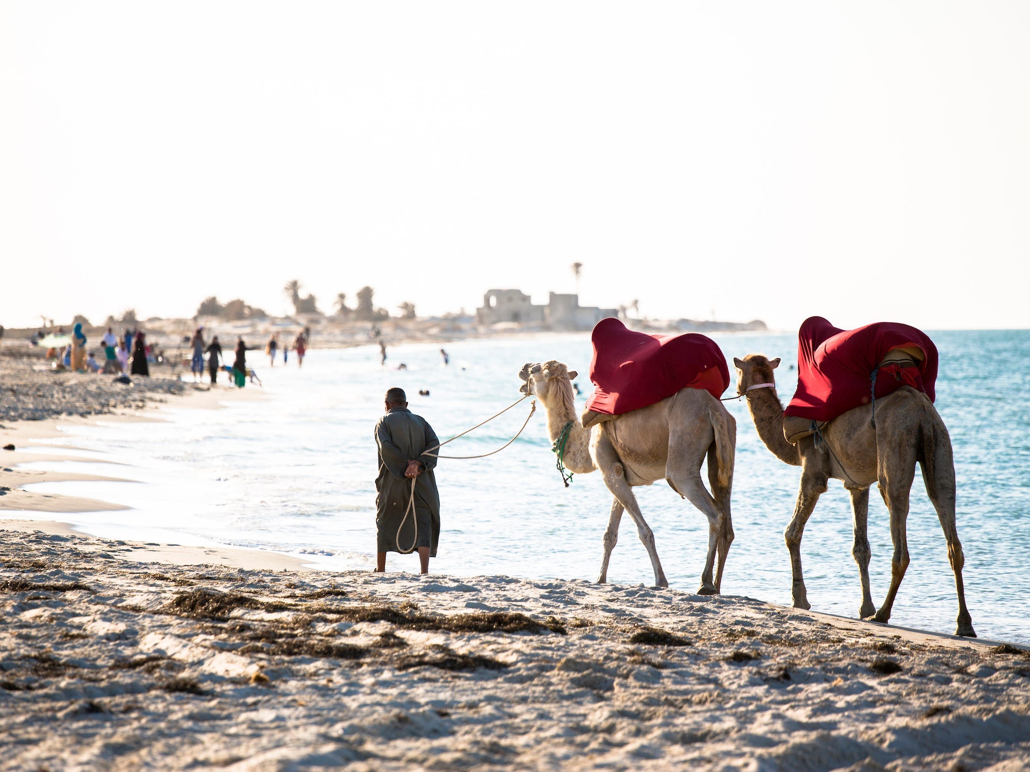 Mann mit Kamelen am Strand, Djerba, Tunesien
