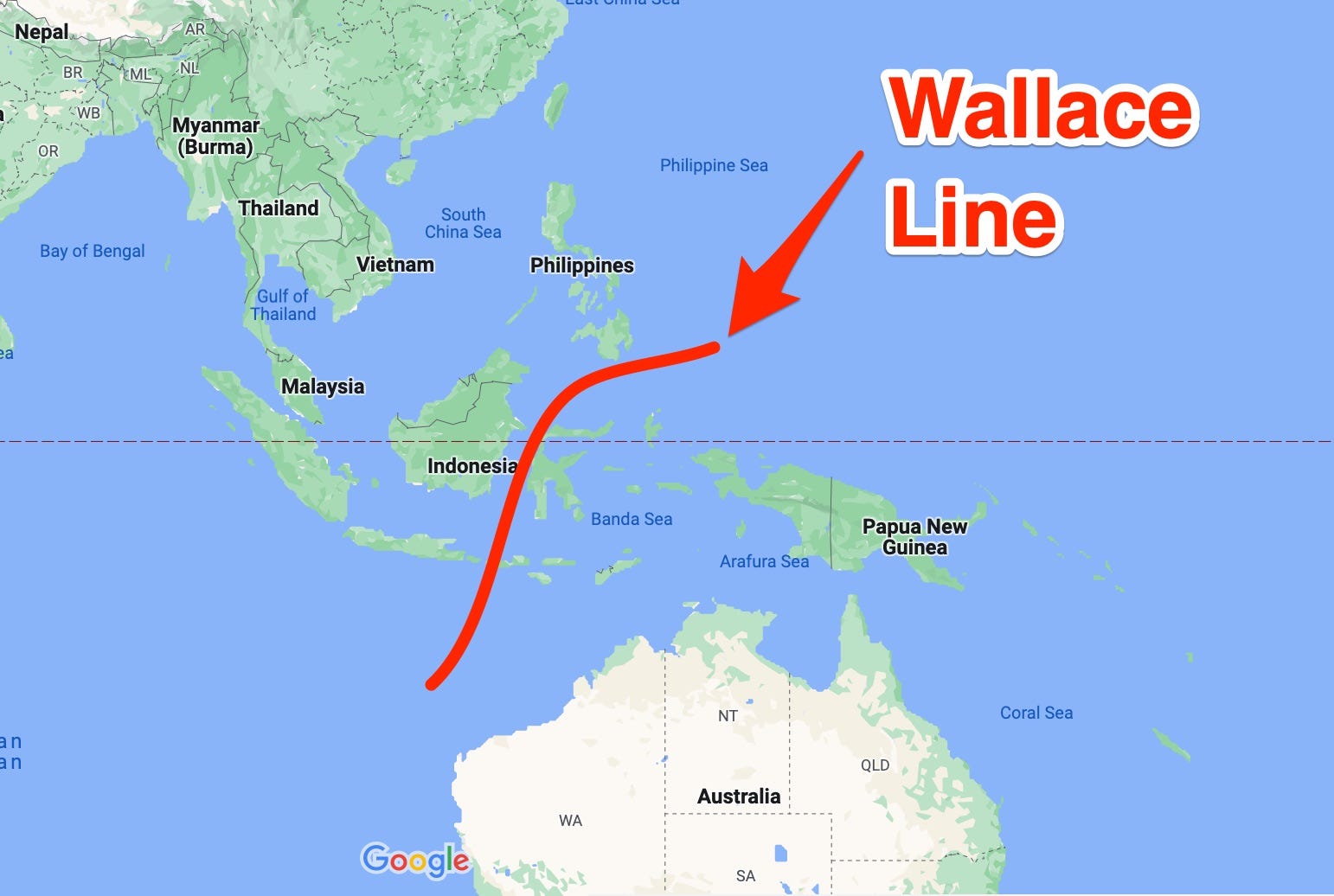 Auf einer kommentierten Karte steht „Wallace Line“.  Eine Linie verläuft durch Indonesien.