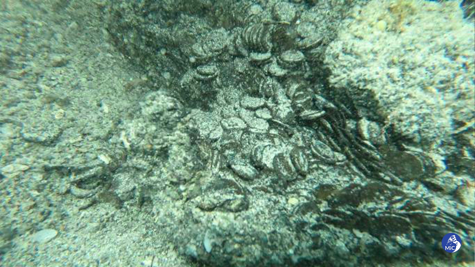 Bild von Münzen, die unter Wasser aus dem Sand ragen