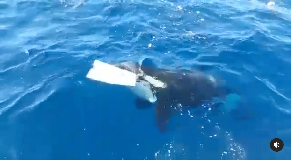 Orca schwimmt mit zerstörtem Ruder davon.