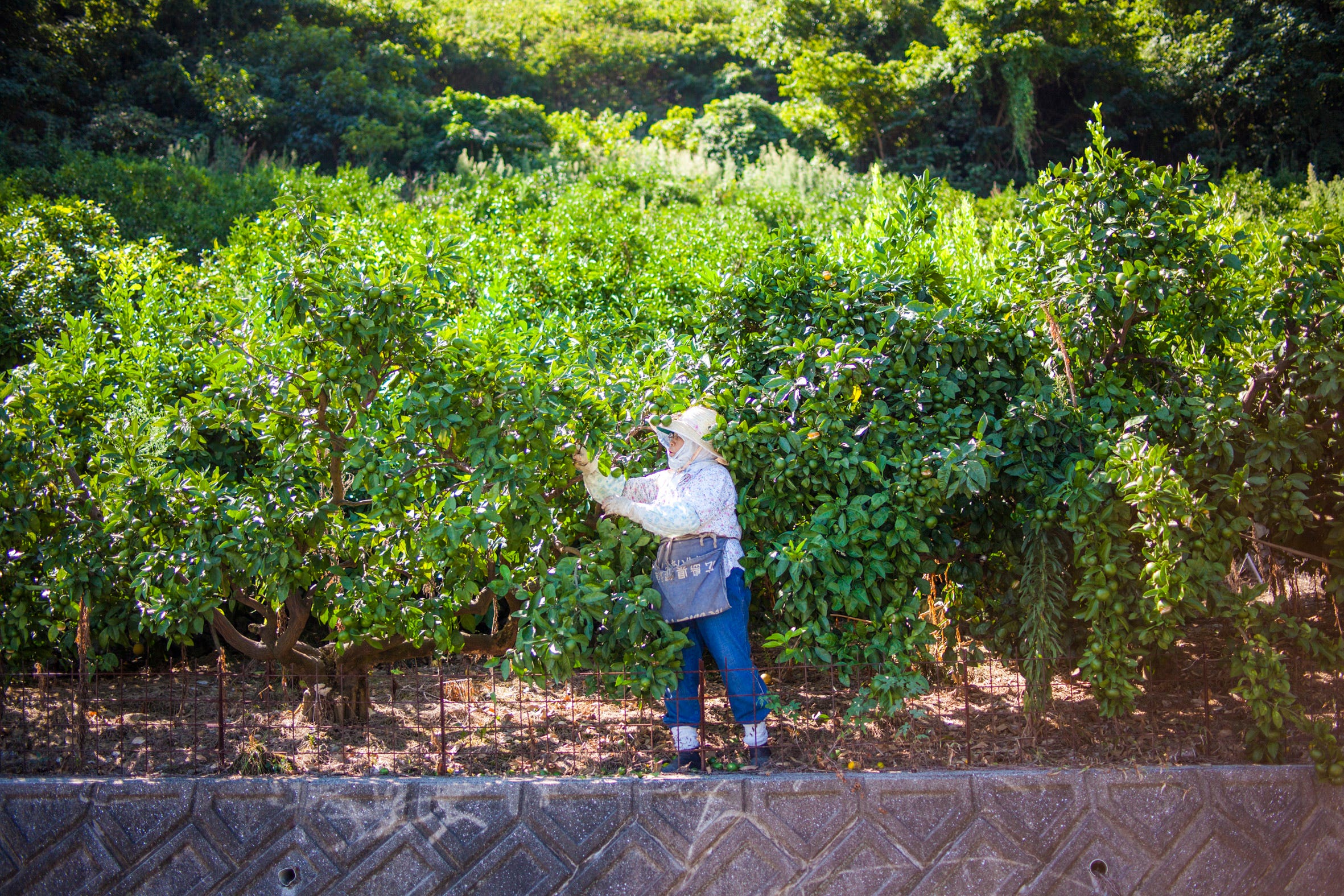 Alte Frau mit Hut pflückt Zitrusfrüchte vom Baum in Japan