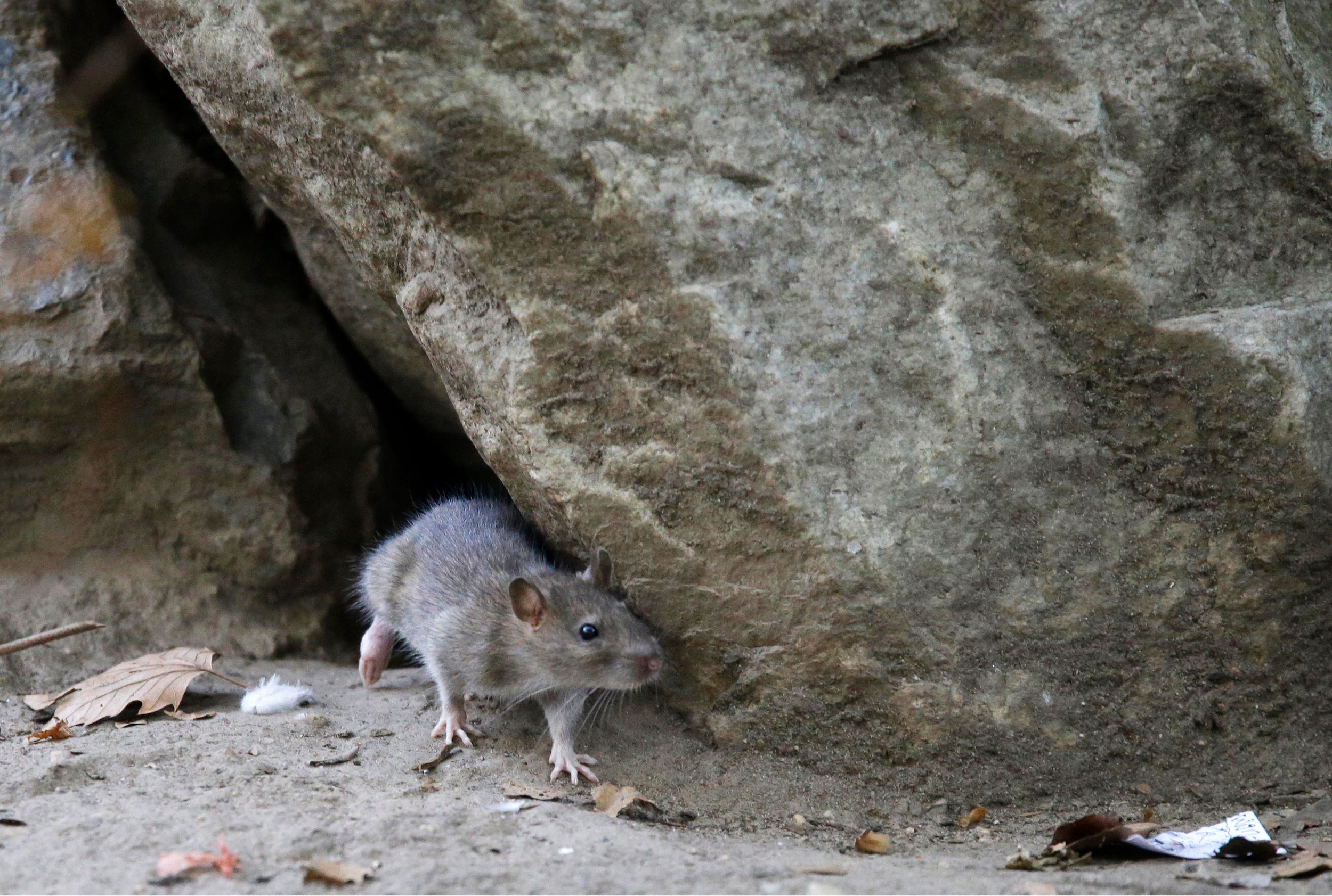 Eine Ratte verlässt 2015 ihren Bau in einem Park in New York City.