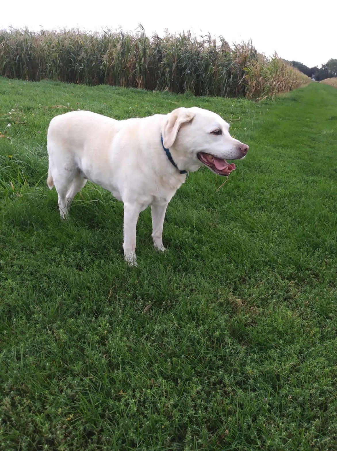 In diesem Beitrag ist ein Labrador auf einem Feld abgebildet.