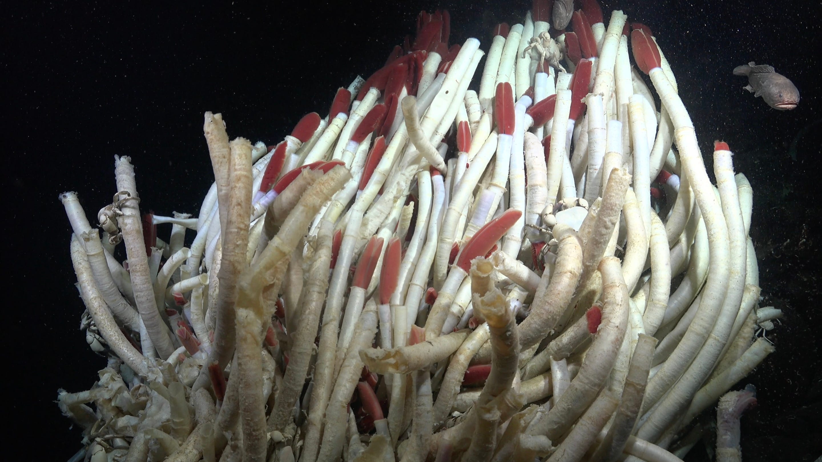 Cluster aus weißen und roten Riftia-Röhrenwürmern