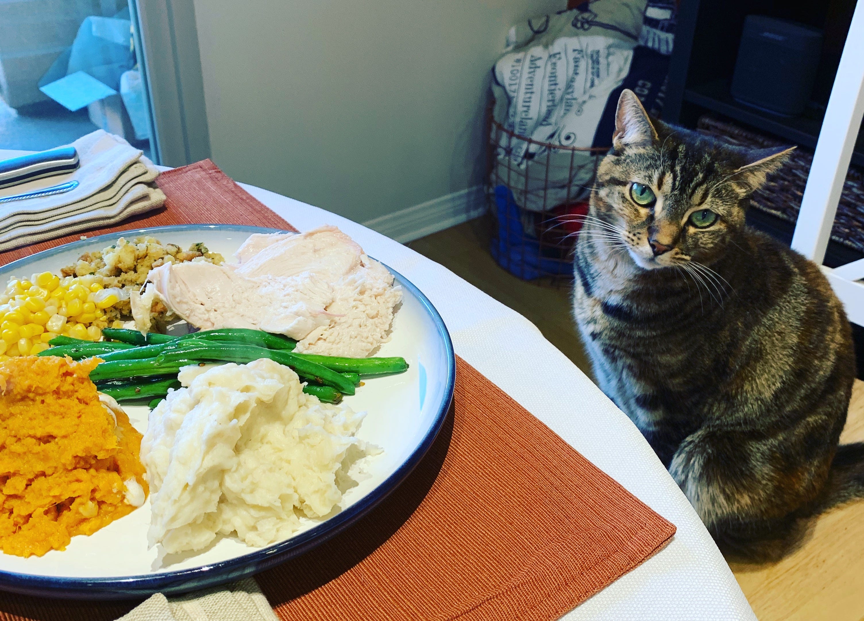 Katze sitzt vor einem Teller mit Essen