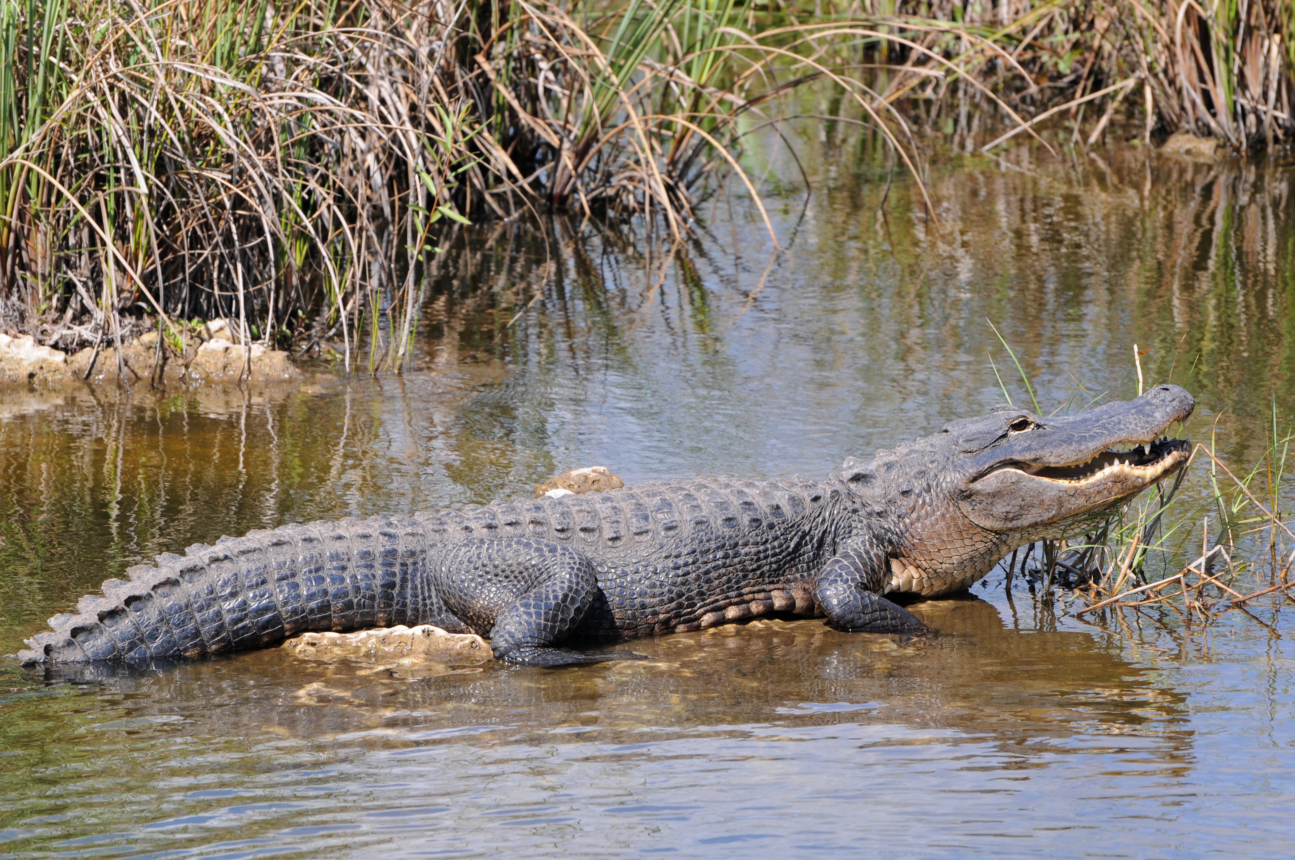 Alligator auf einem Baumstamm im Wasser