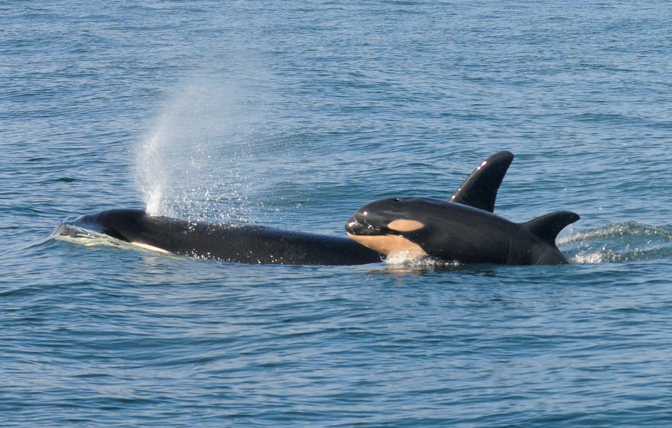Orca durchbricht Wasser und spritzt Wasser aus, während Baby-Orca nebenher springt