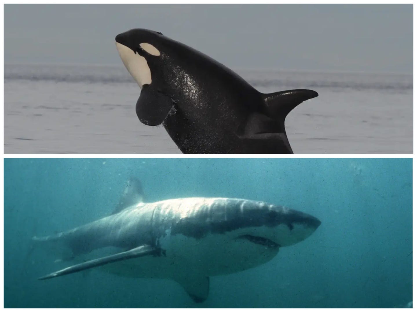 Eine Collage mit einem Foto eines Killerwals und eines Weißen Hais.