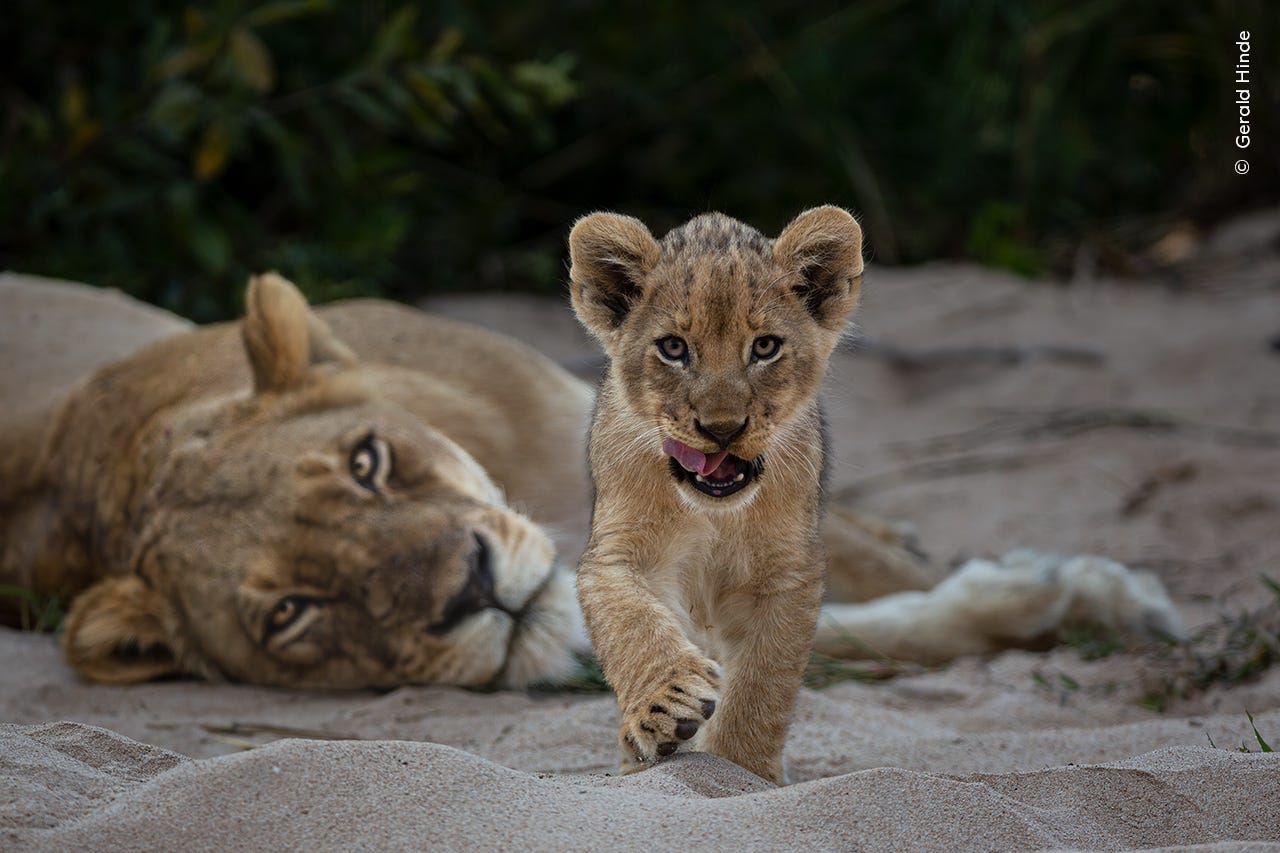 Ein Löwenjunges näherte sich der Kamera, während es die Luft leckte. Seine Mutter lag im Hintergrund.