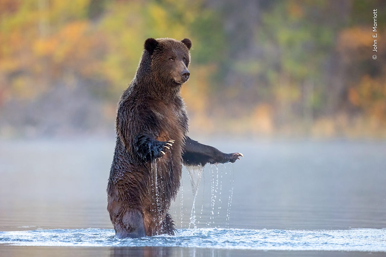 Ein Foto eines Bären, der in einem Bach steht und misstrauisch in die Kamera blickt.